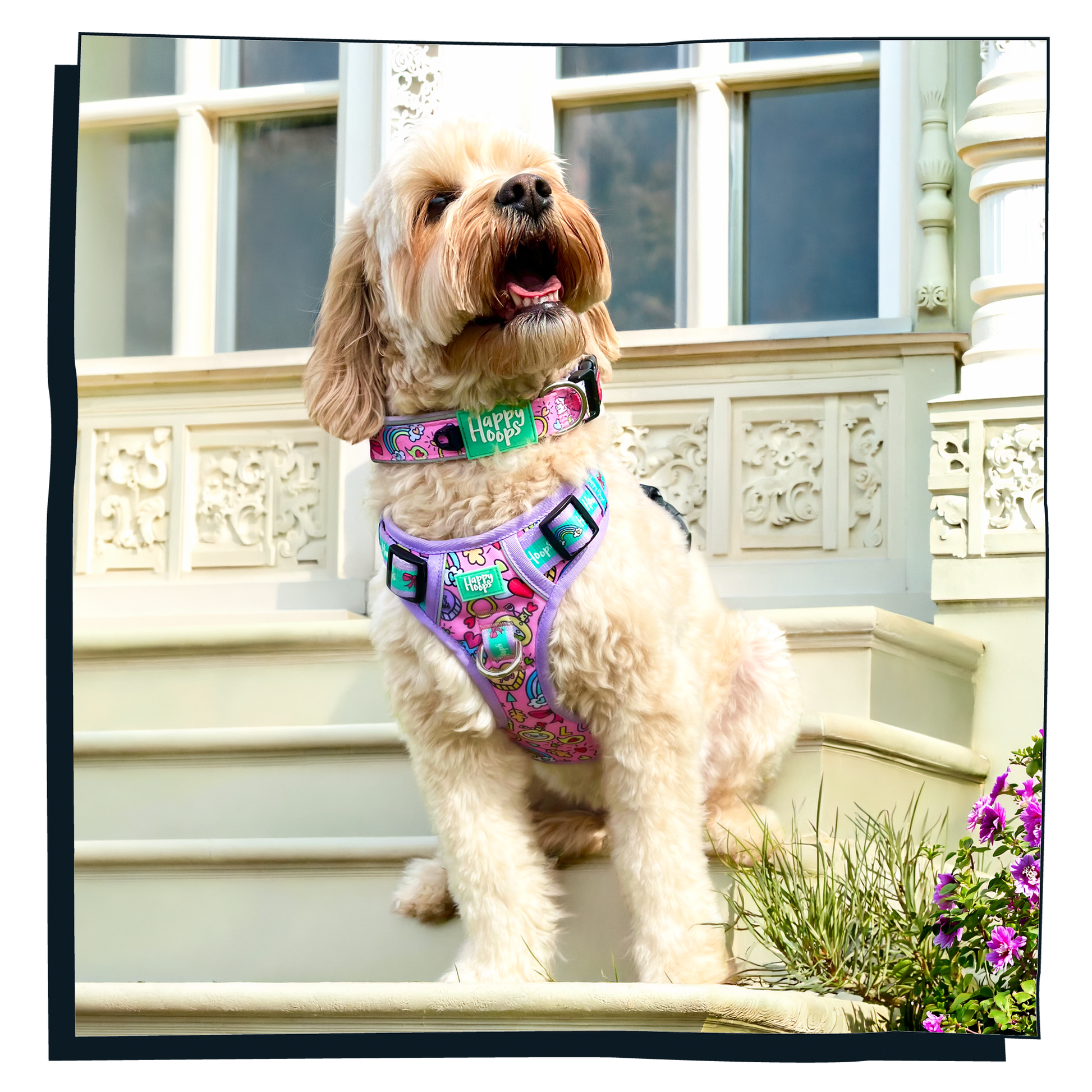 Cockerpoo wearing a colorful Happy Hoops 'Puppy Love' dog harness and collar on steps with decorative elements and flowers in the background