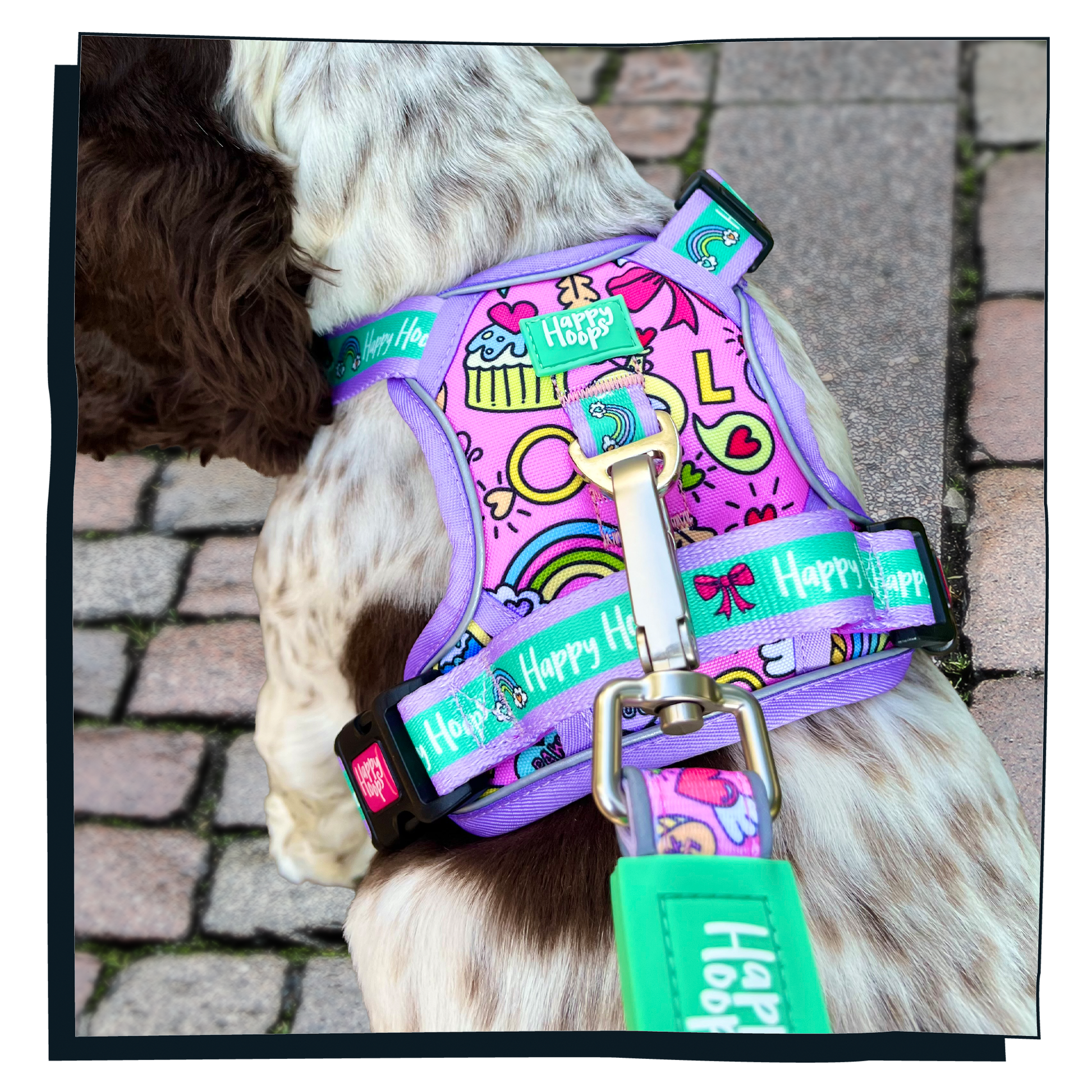 Cocker Spaniel wearing a colourful cute Happy Hoops 'Puppy Love' dog harness