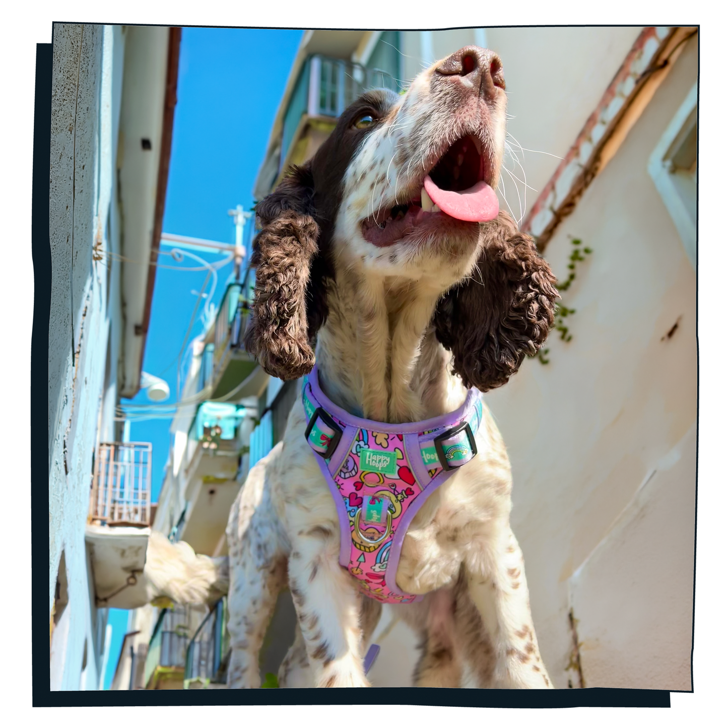 Cocker Spaniel wearing a colorful Happy Hoops 'Puppy Love' harness with a building in the background