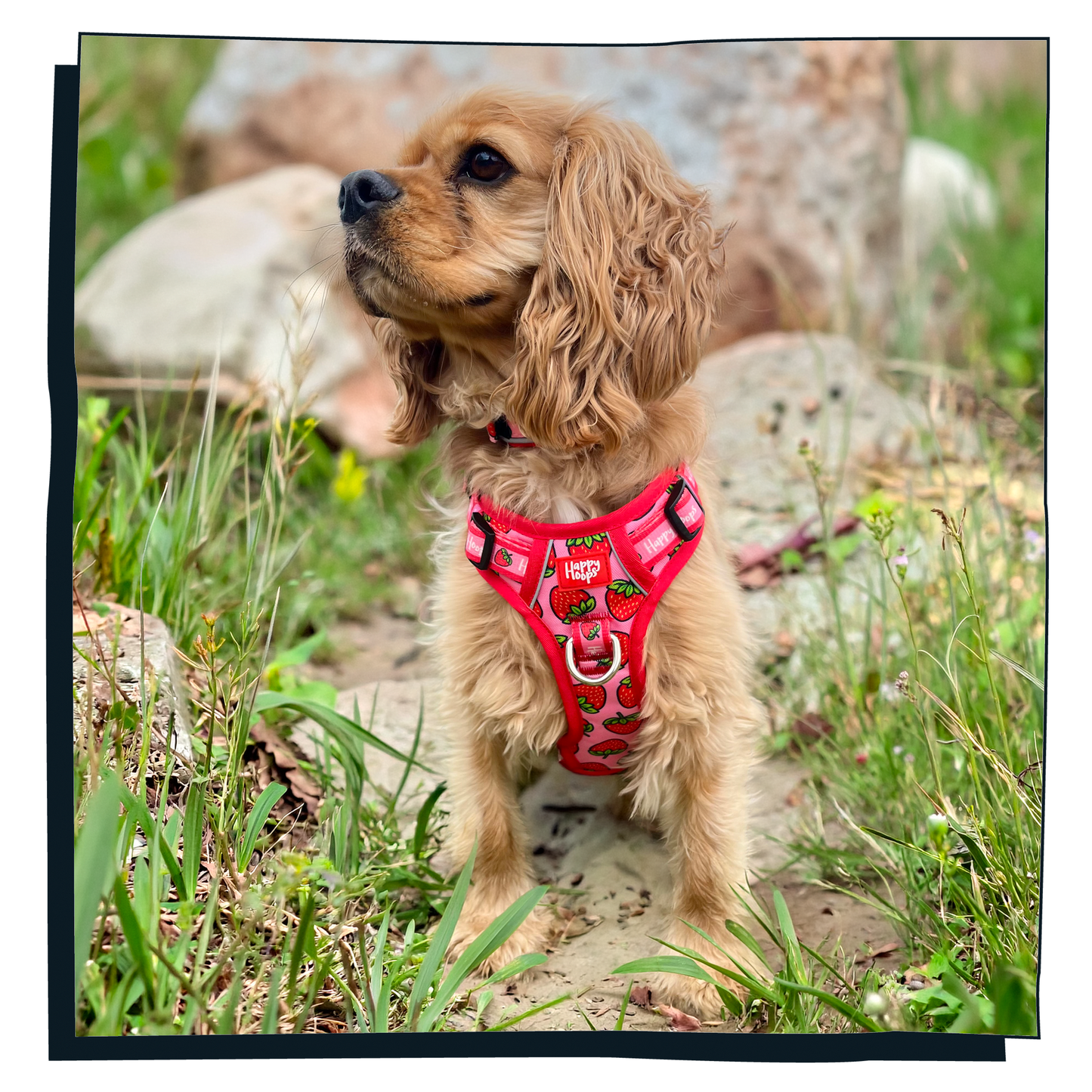 'Strawbabe' Happy Harness
