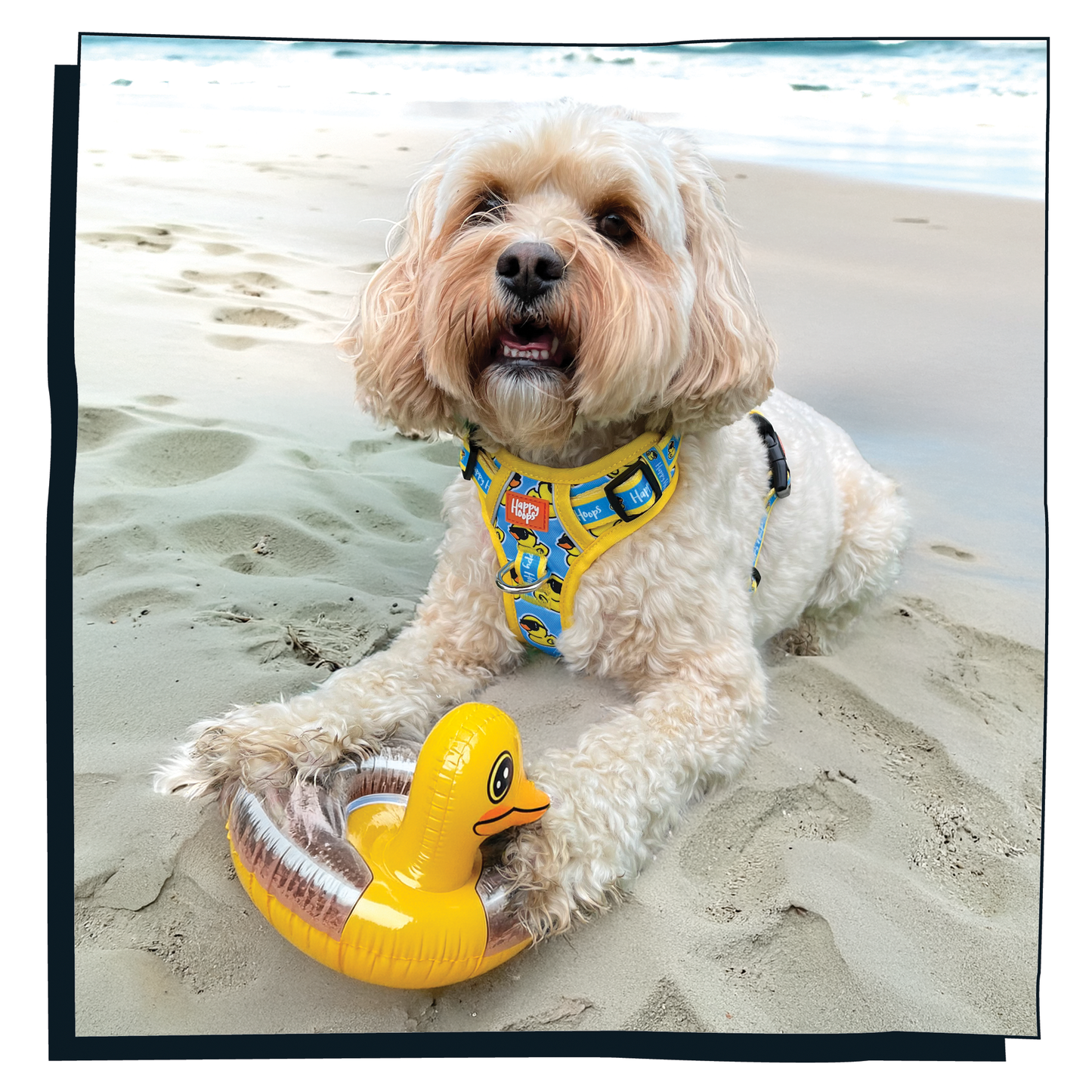 'Cool as Duck' Happy Harness