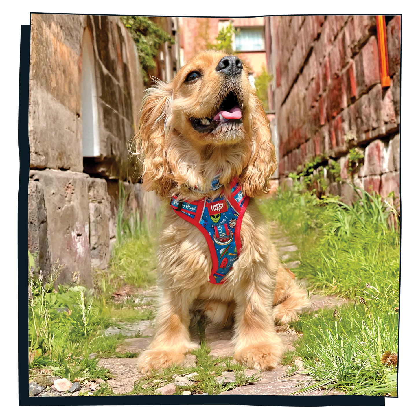 'Out of this World' Happy Harness