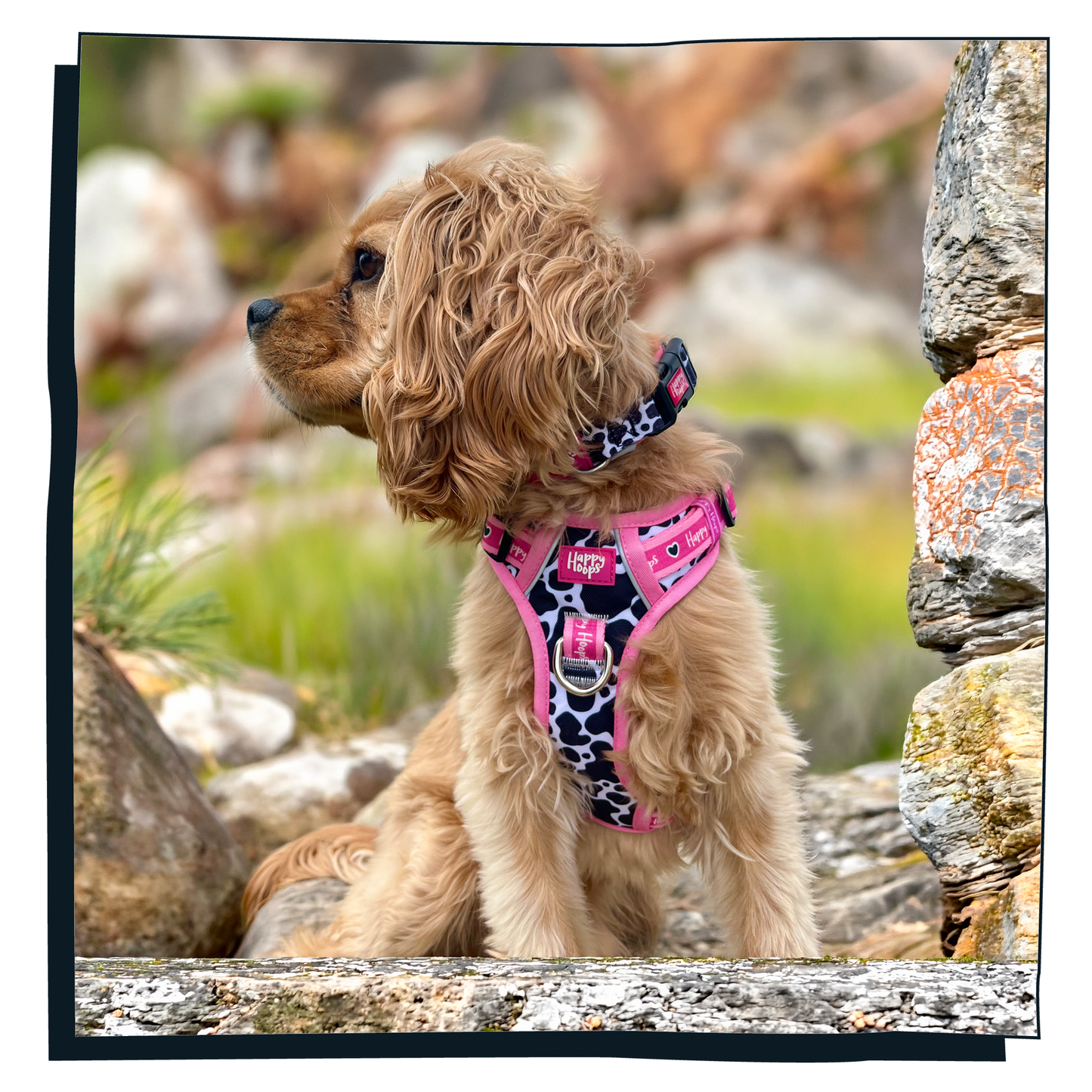 'Udderly Perfect' Happy Harness