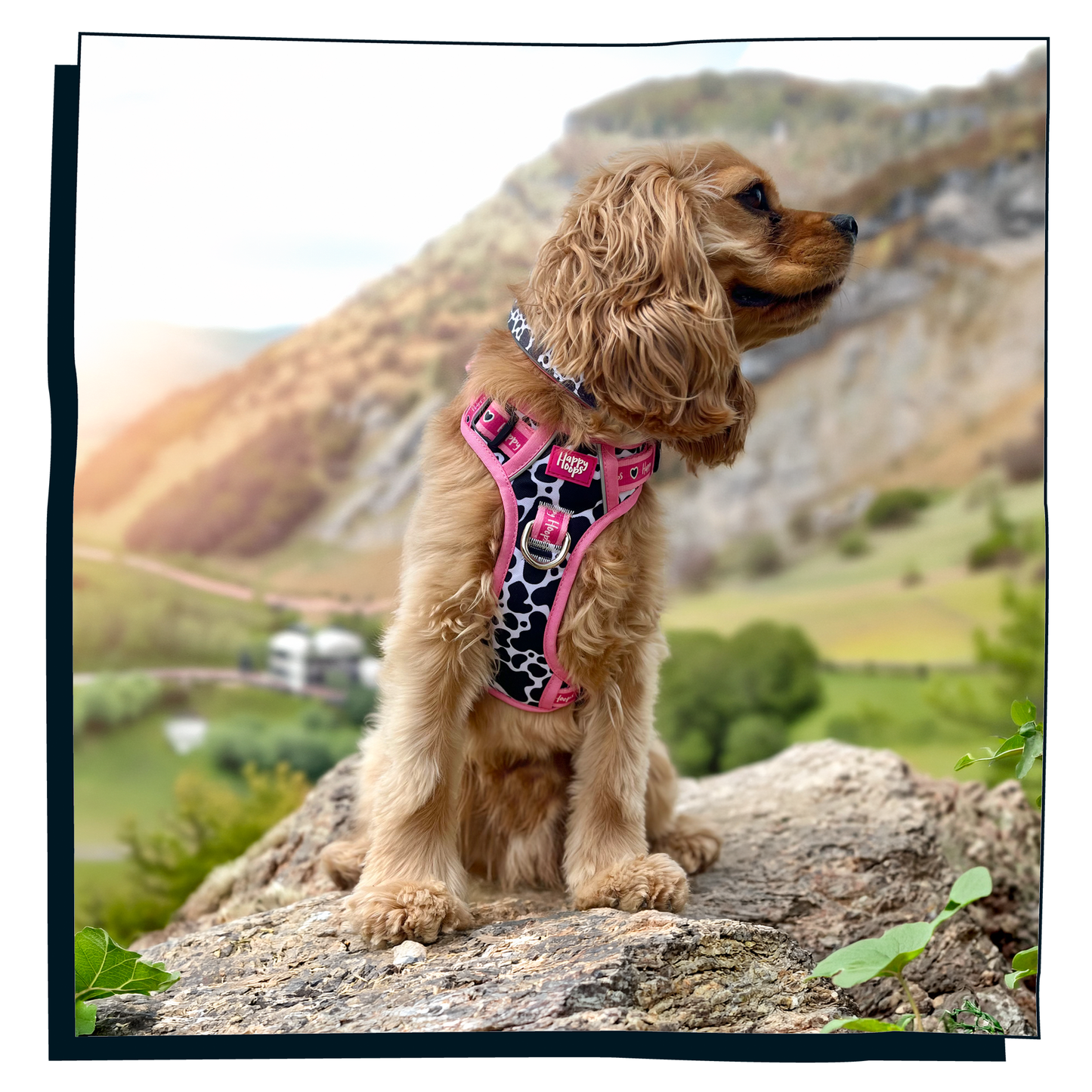 'Udderly Perfect' Happy Harness