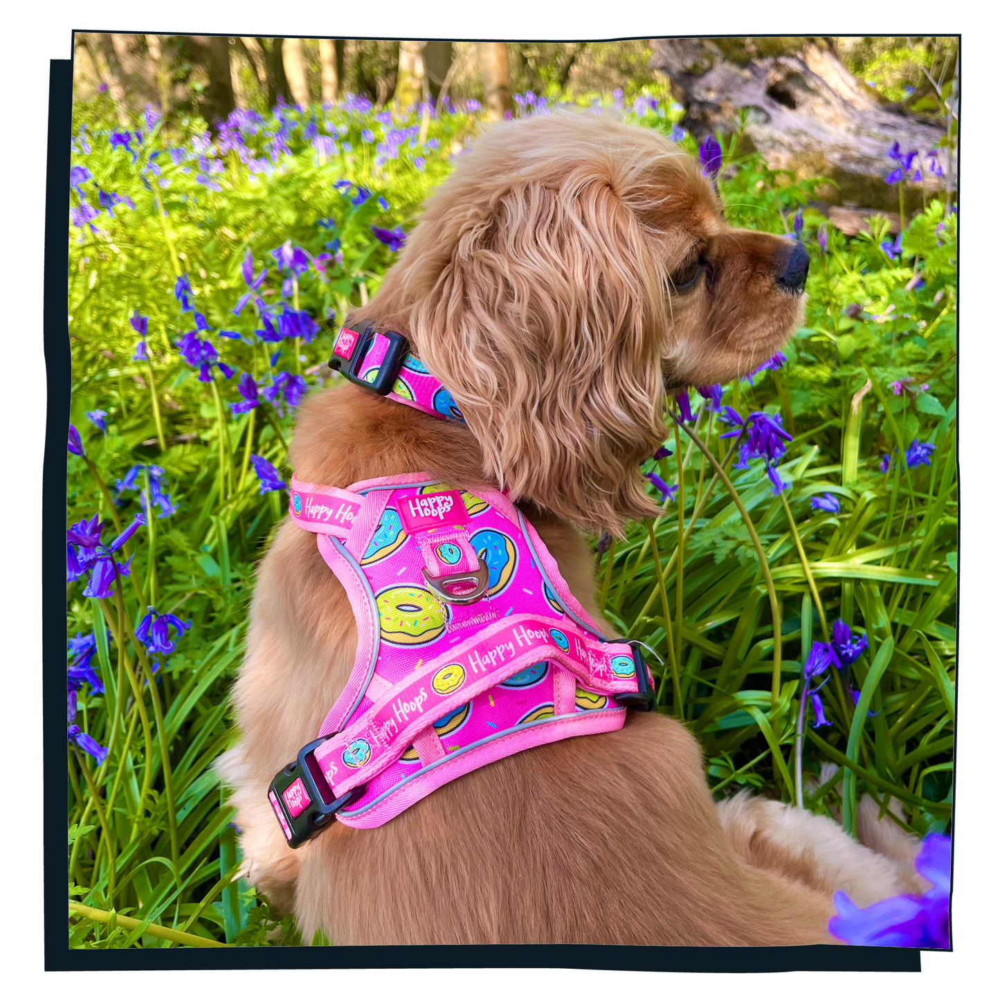 Cavalier King Charles spaniel wearing funky cute pink Happy Hoops Doggy Donut dog harness in Bluebell woods