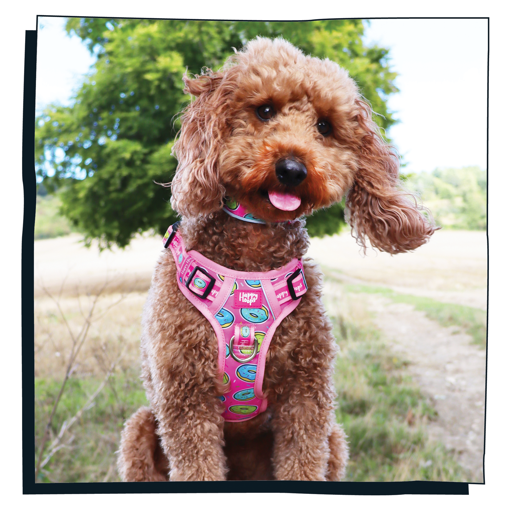 Cockerpoo dog wearing Happy Hoops 'Doggy Donut'  pink dog harness with a doughnut pattern