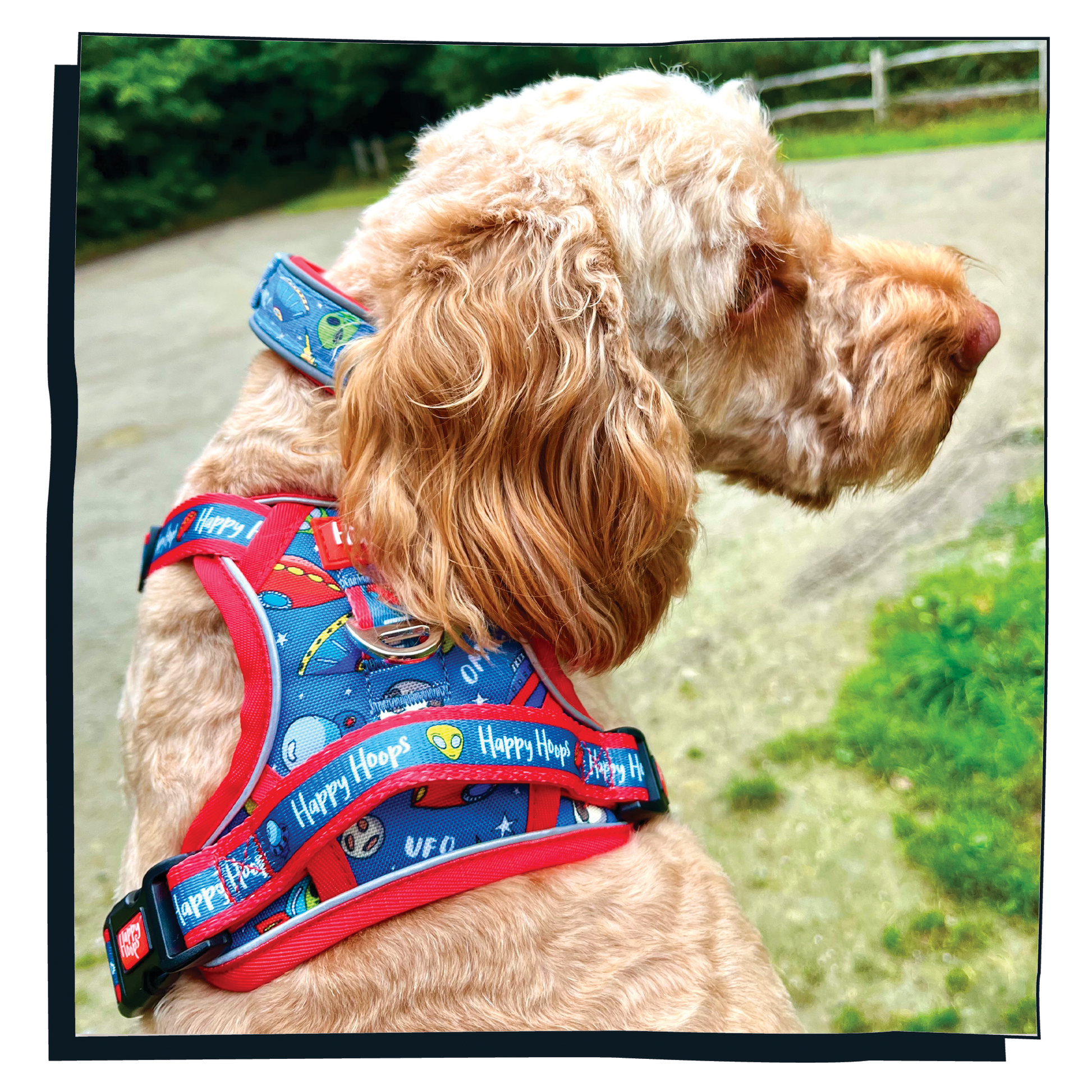 Cockerpoo wearing a Happy Hoops 'Out of this World' dog harness with a blue and red alien and ufo print pattern