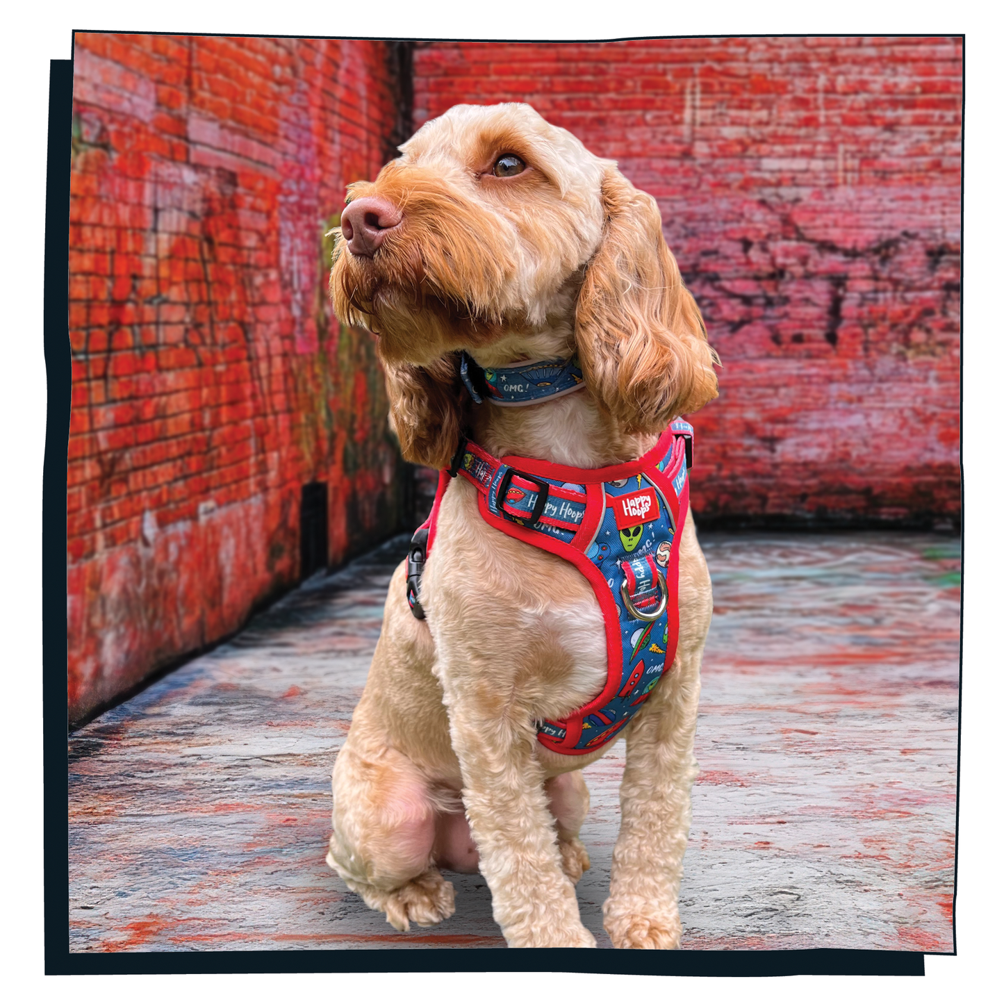 'Out of this World' Happy Harness