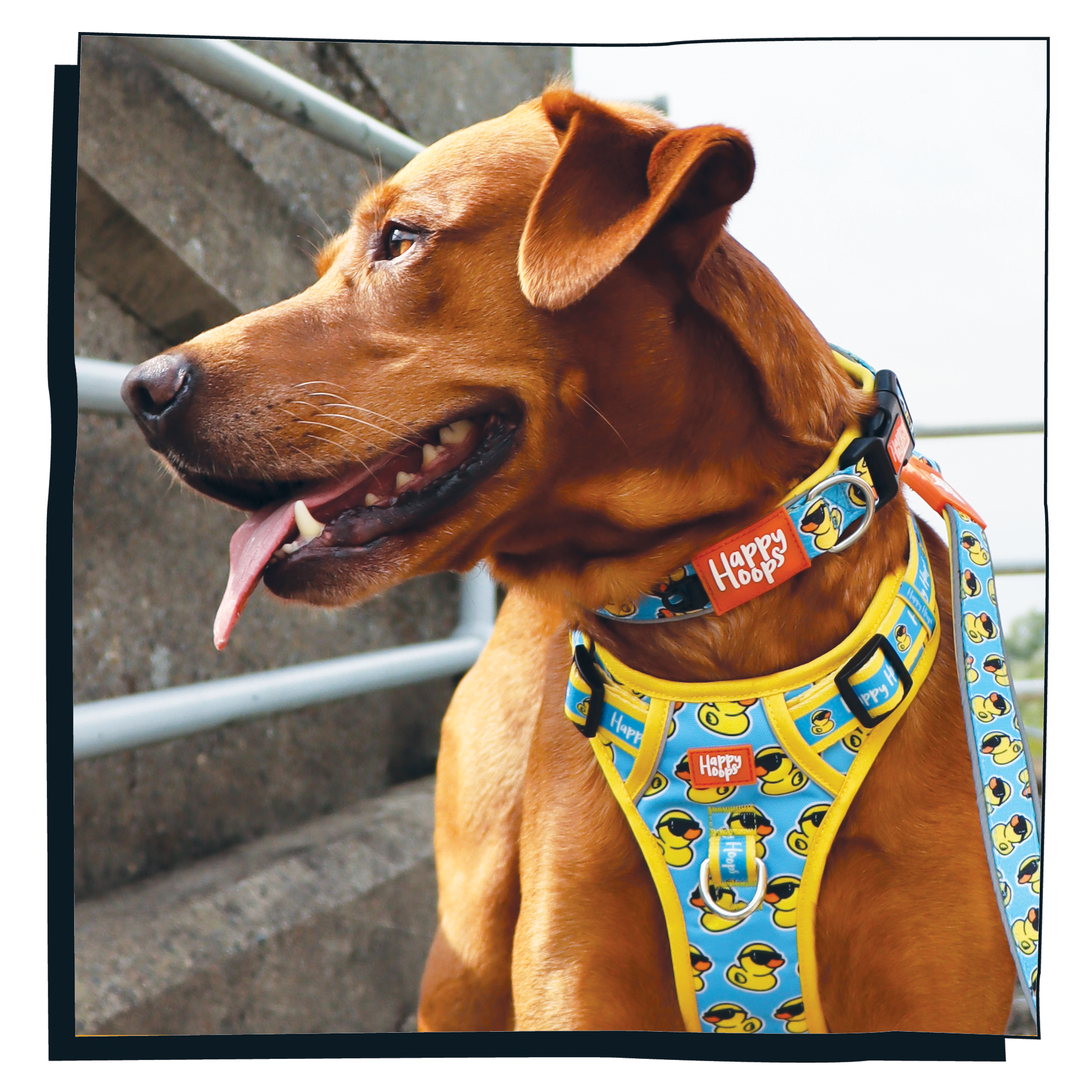 Labrador dog wearing a Happy Hoops, 'Cool as Duck' dog collar and harness with a bright yellow and blue rubber duck print pattern