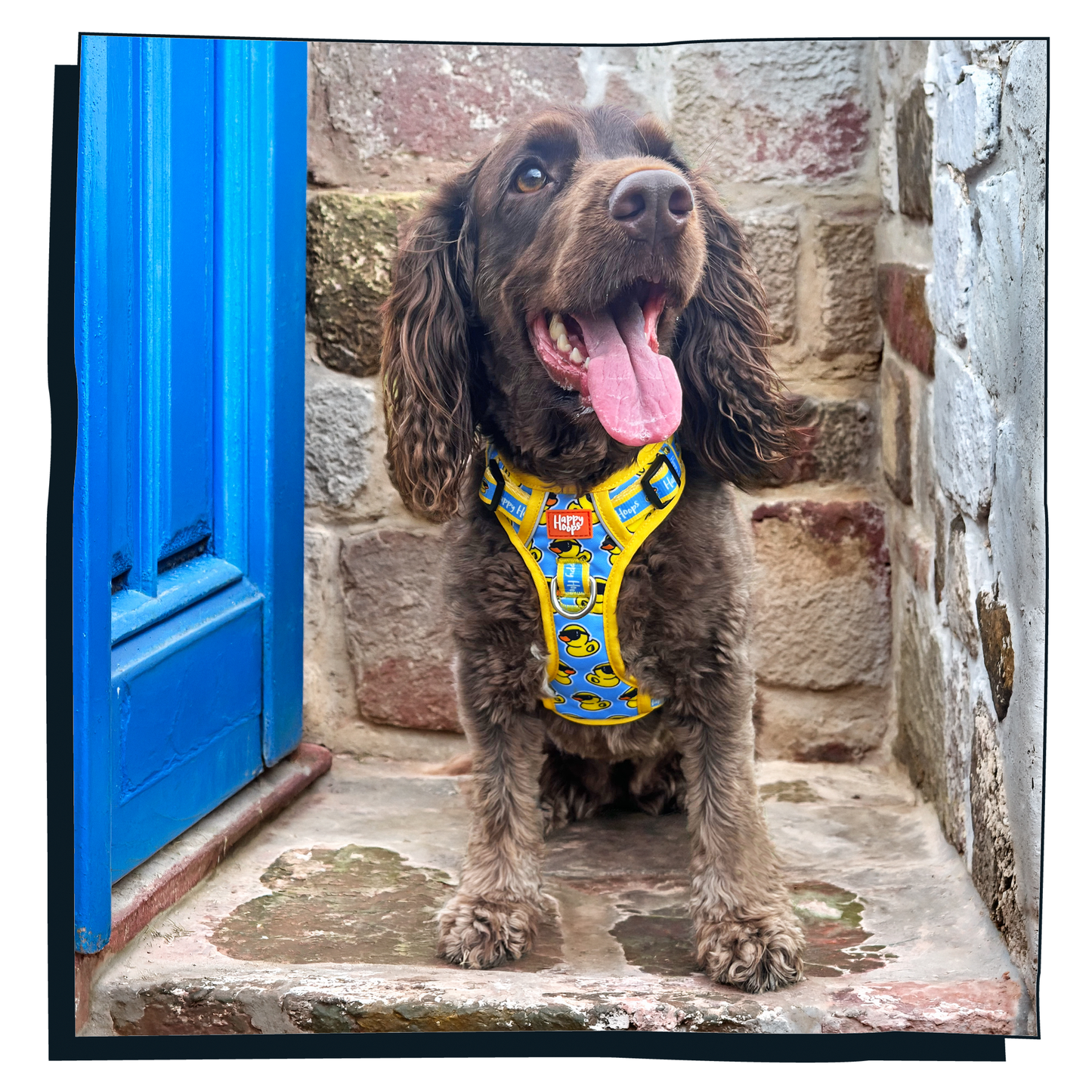 'Cool as Duck' Happy Harness