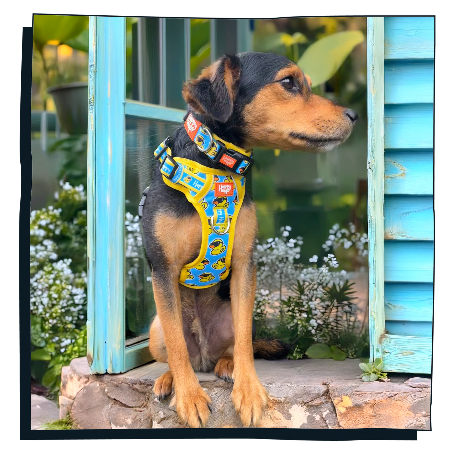 'Cool As Duck' Dog Collar
