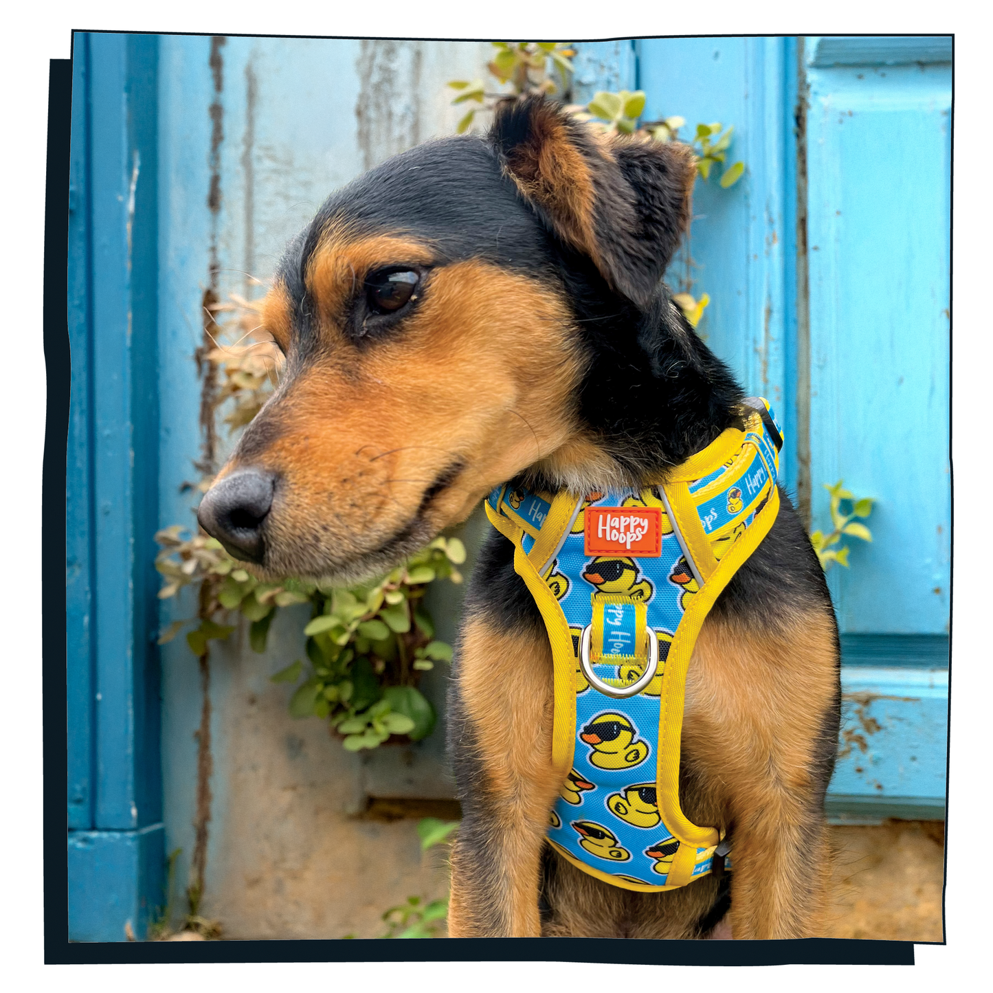 'Cool as Duck' Happy Harness