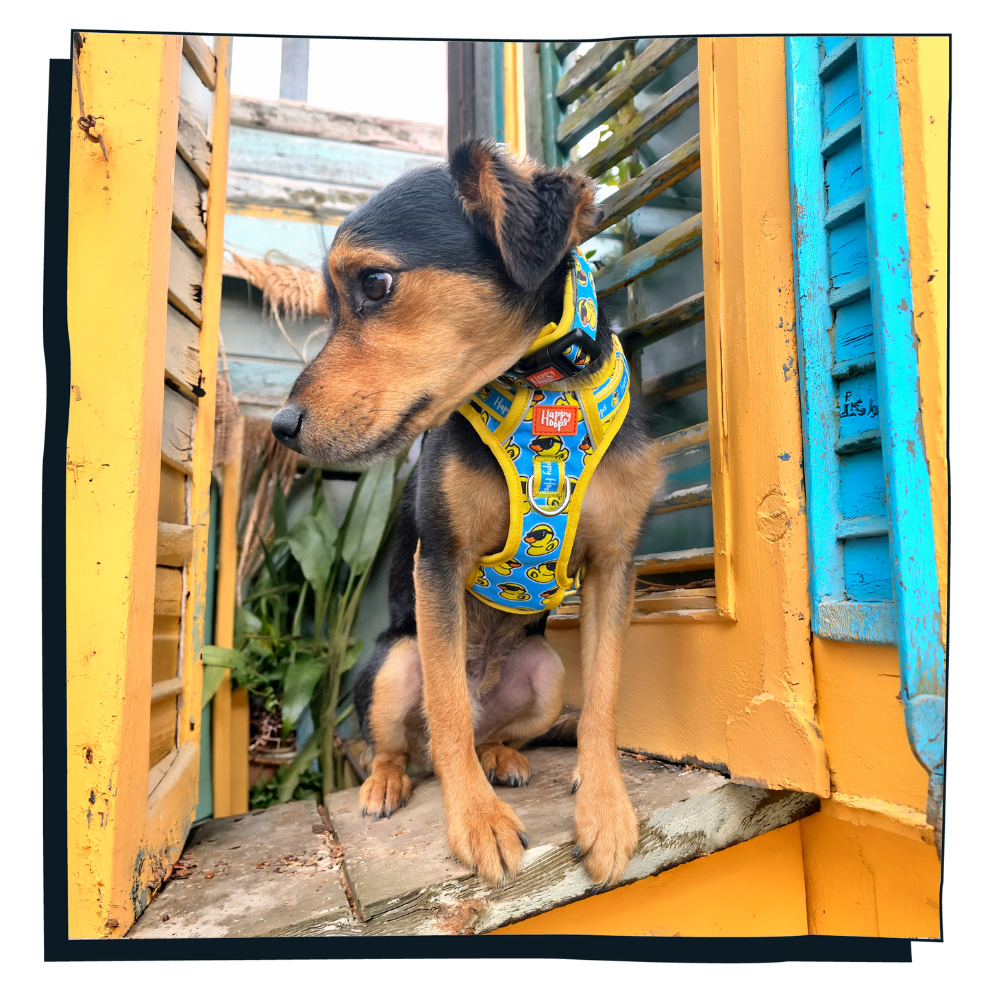 'Cool As Duck' Dog Collar