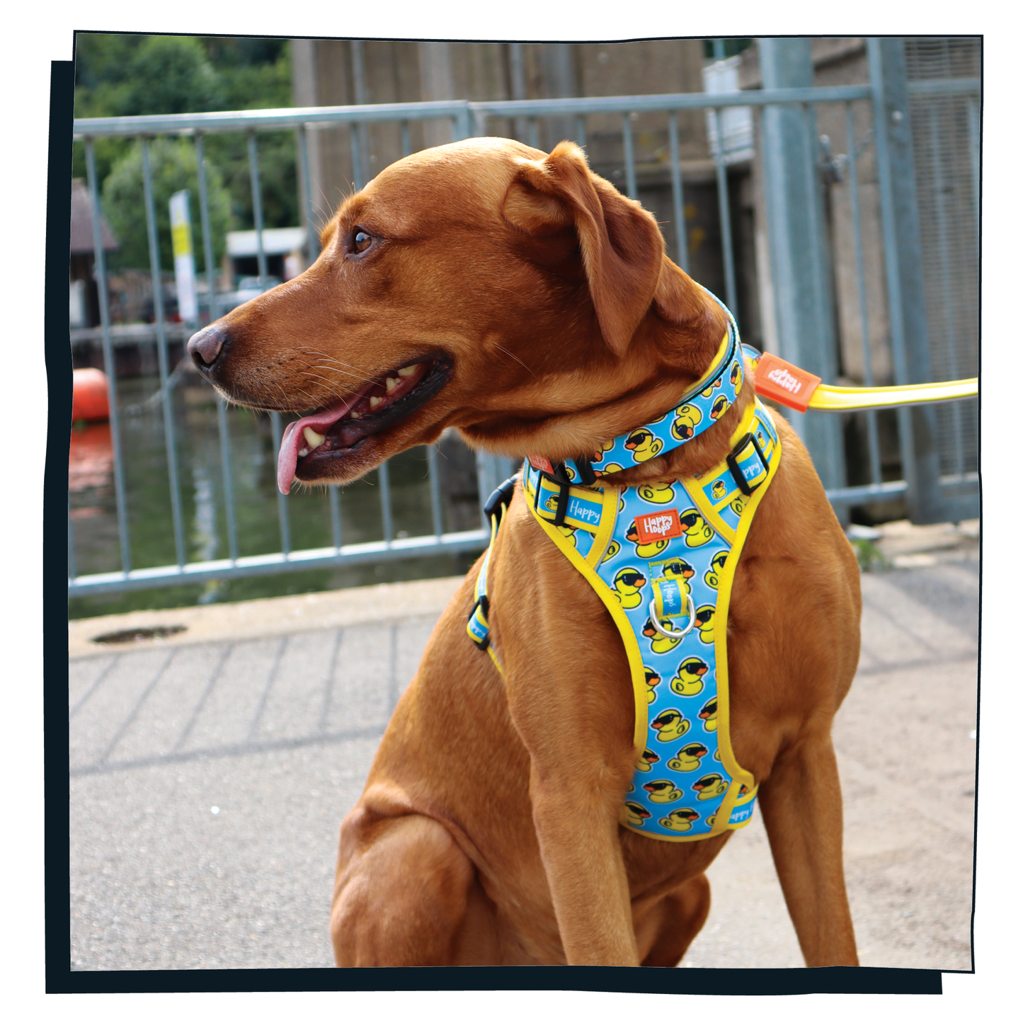 Labrador wearing funky Happy Hoops, 'Cool as Duck' blue and yellow rubber duck print dog harness.