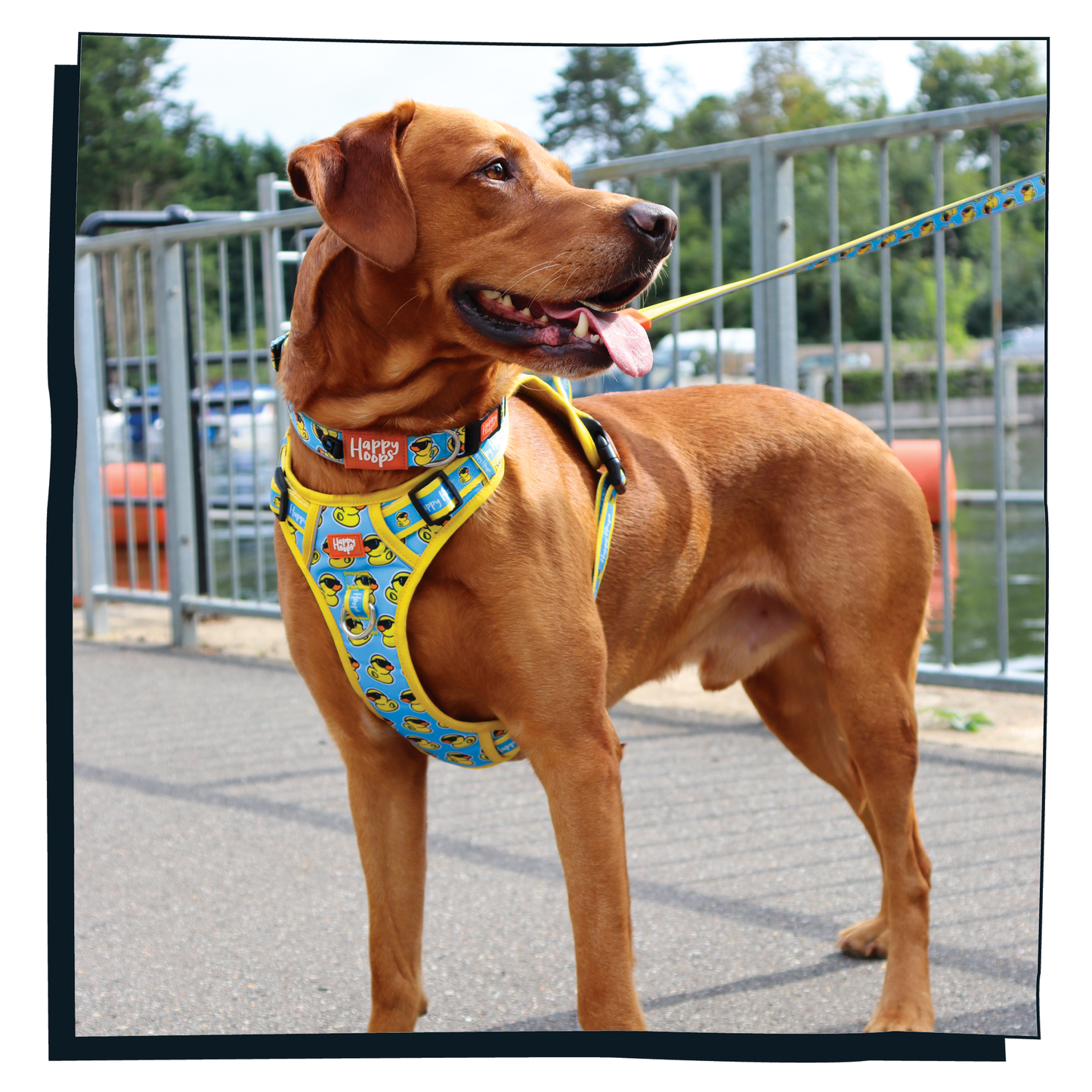 Labrador wearing funky Happy Hoops, 'Cool as Duck' blue and yellow rubber duck print dog harness.