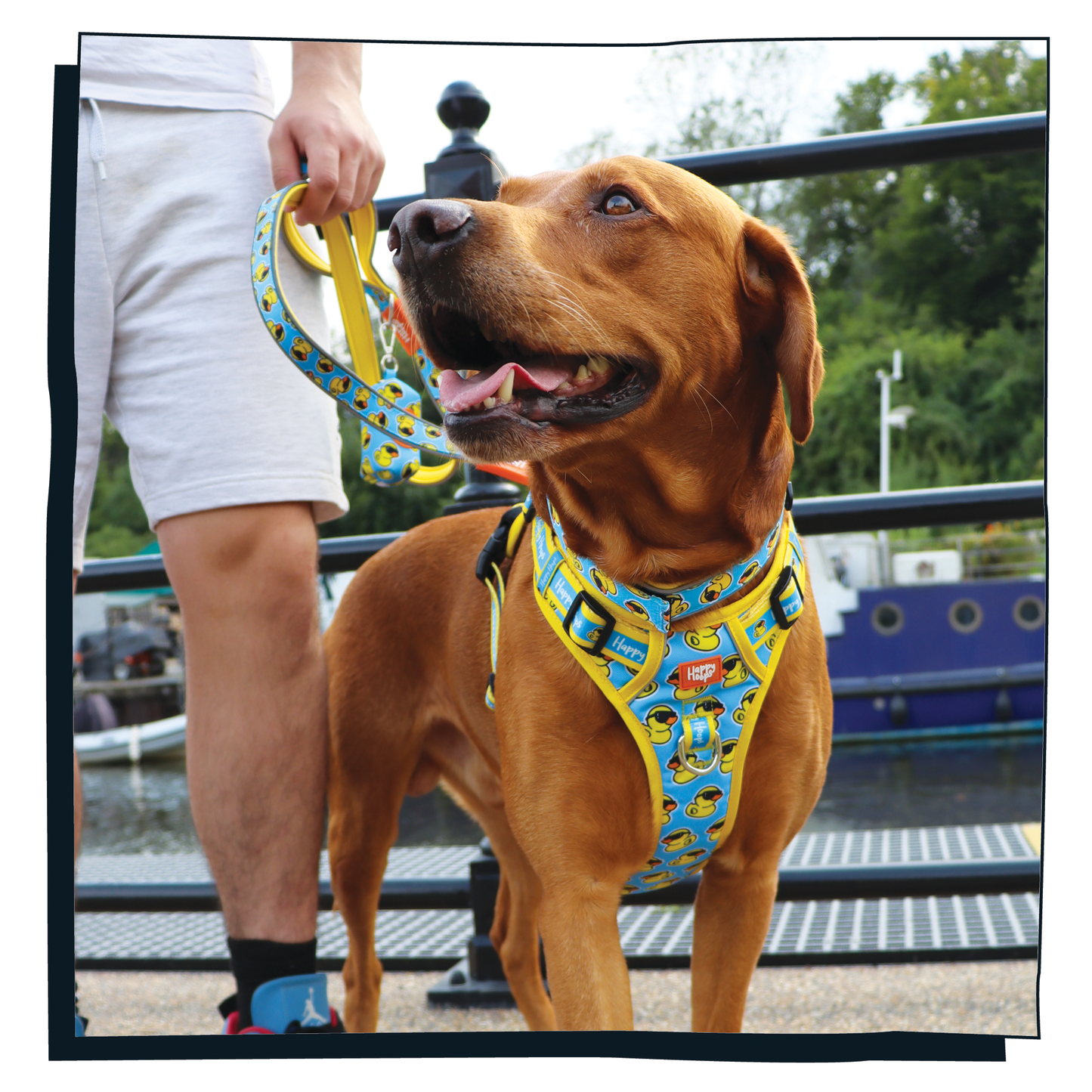 Labrador wearing Happy Hoops, 'Cool as Duck' blue and yellow dog harness standing next to a person on a dock with boats in the background.