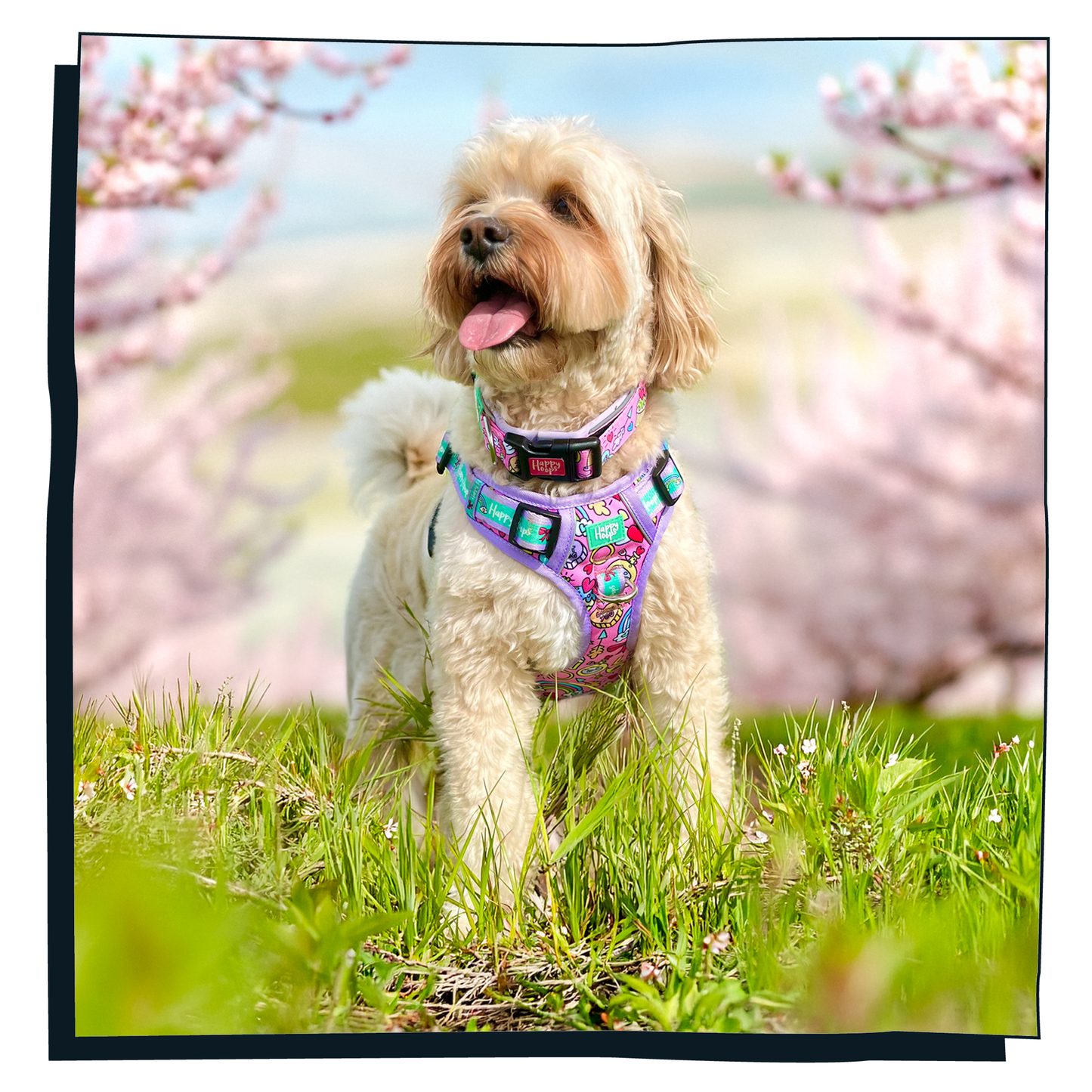 'Puppy Love' Dog Collar