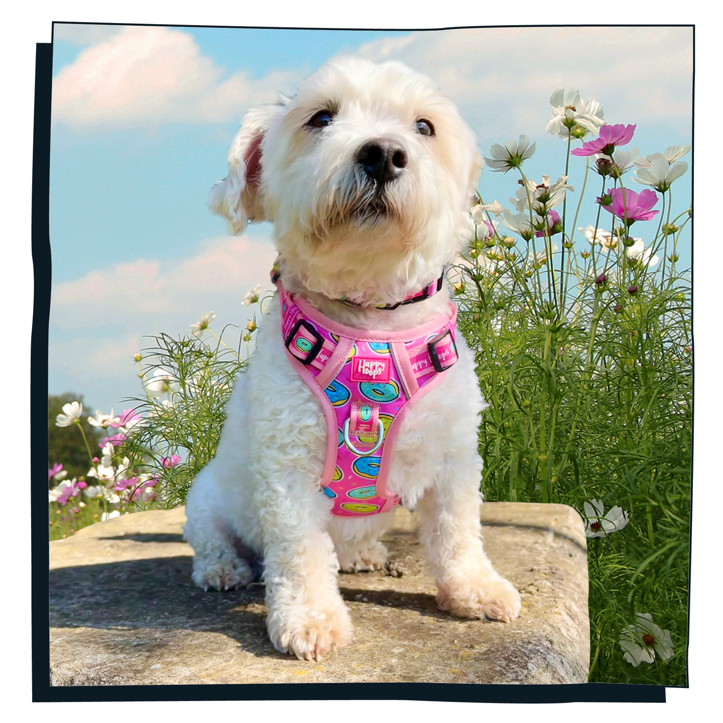 Small white dog wearing a cute pink Happy Hoops dog harness with pink doughnut pattern