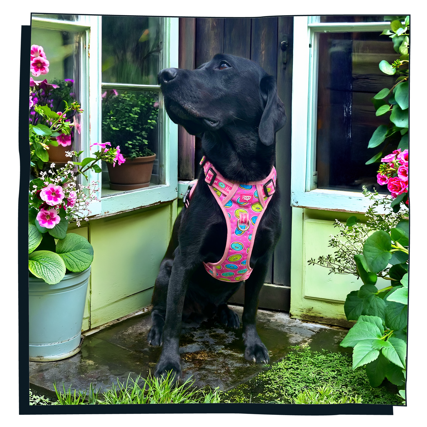'Doggy Donut' Happy Harness