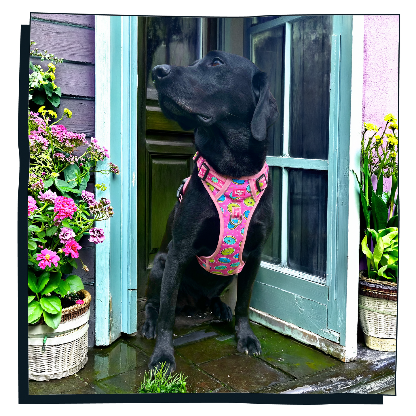 'Doggy Donut' Happy Harness