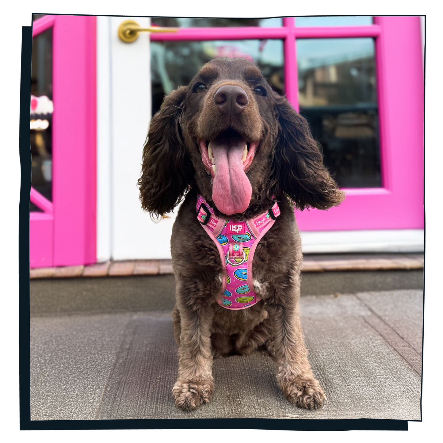 'Doggy Donut' Happy Harness