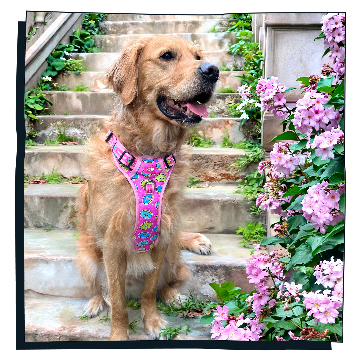 'Doggy Donut' Happy Harness