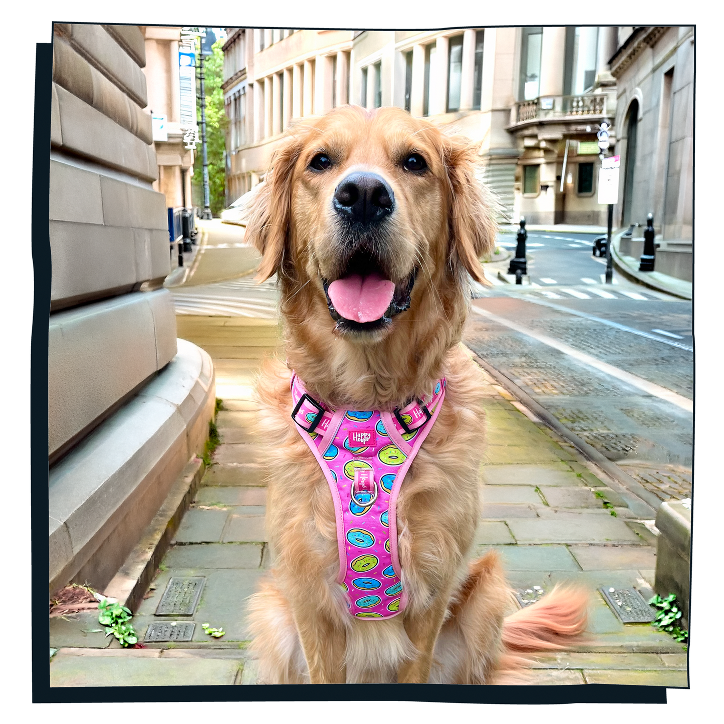 'Doggy Donut' Happy Harness