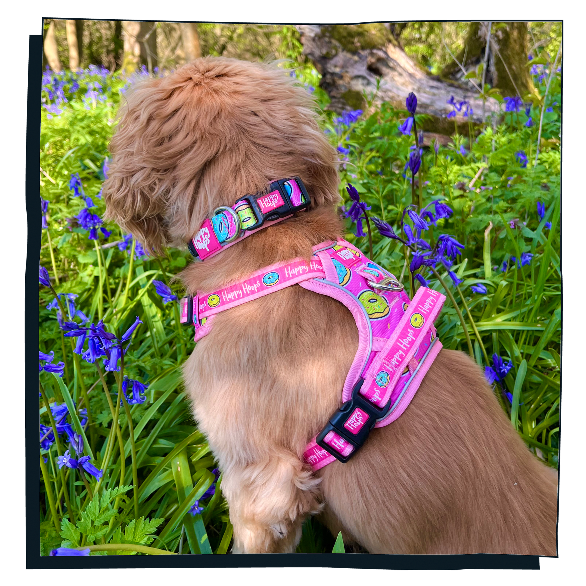 Cavalier King Charles spaniel wearing funky cute pink Happy Hoops Doggy Donut dog harness in Bluebell woods side profile of straps