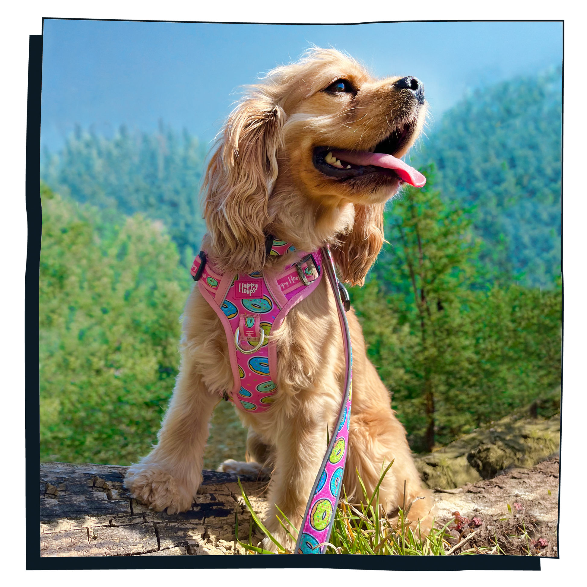 King Charles Spaniel wearing a colorful Happy Hoops 'Doggy Donut' harness and leash in a natural setting with trees and blue sky.