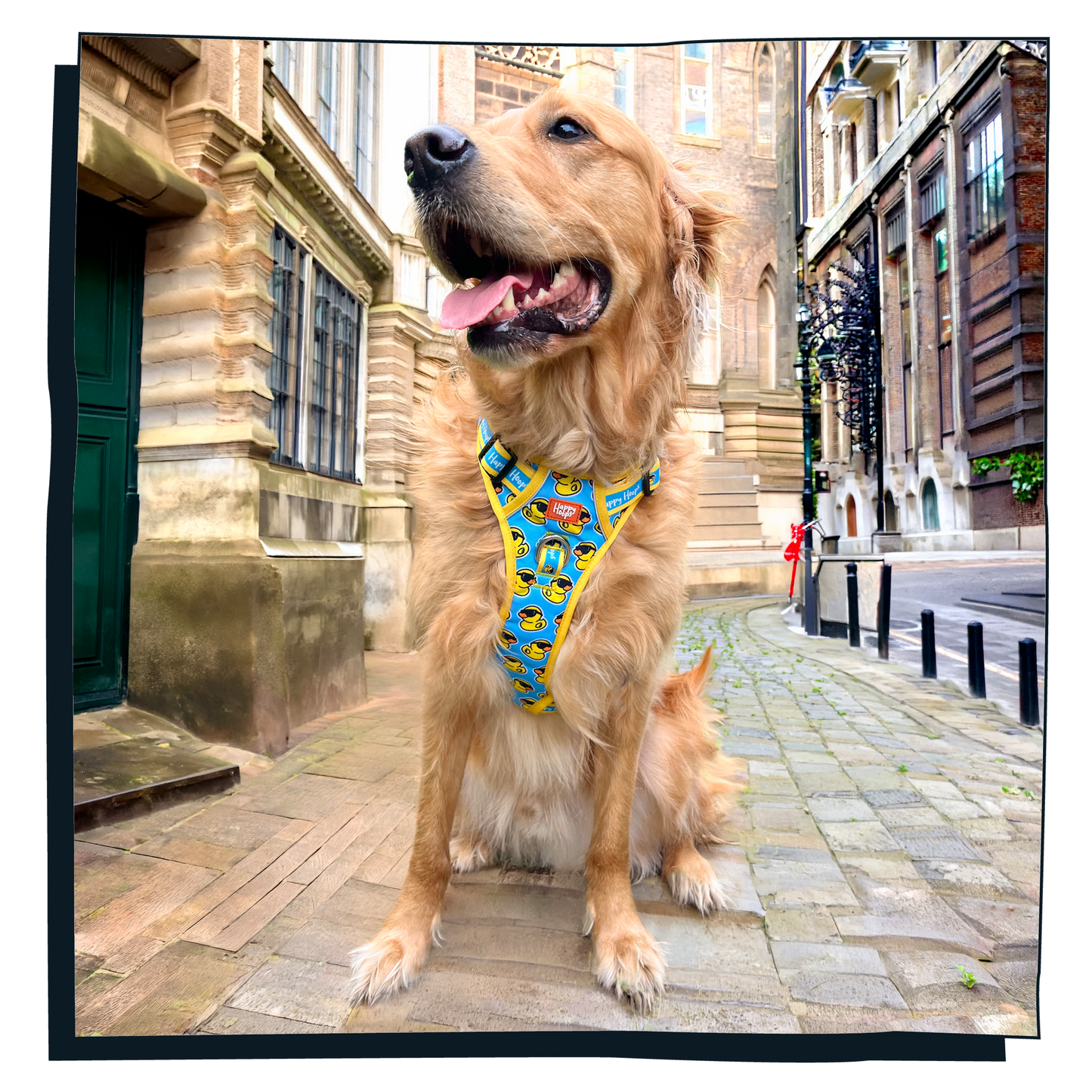 'Cool as Duck' Happy Harness