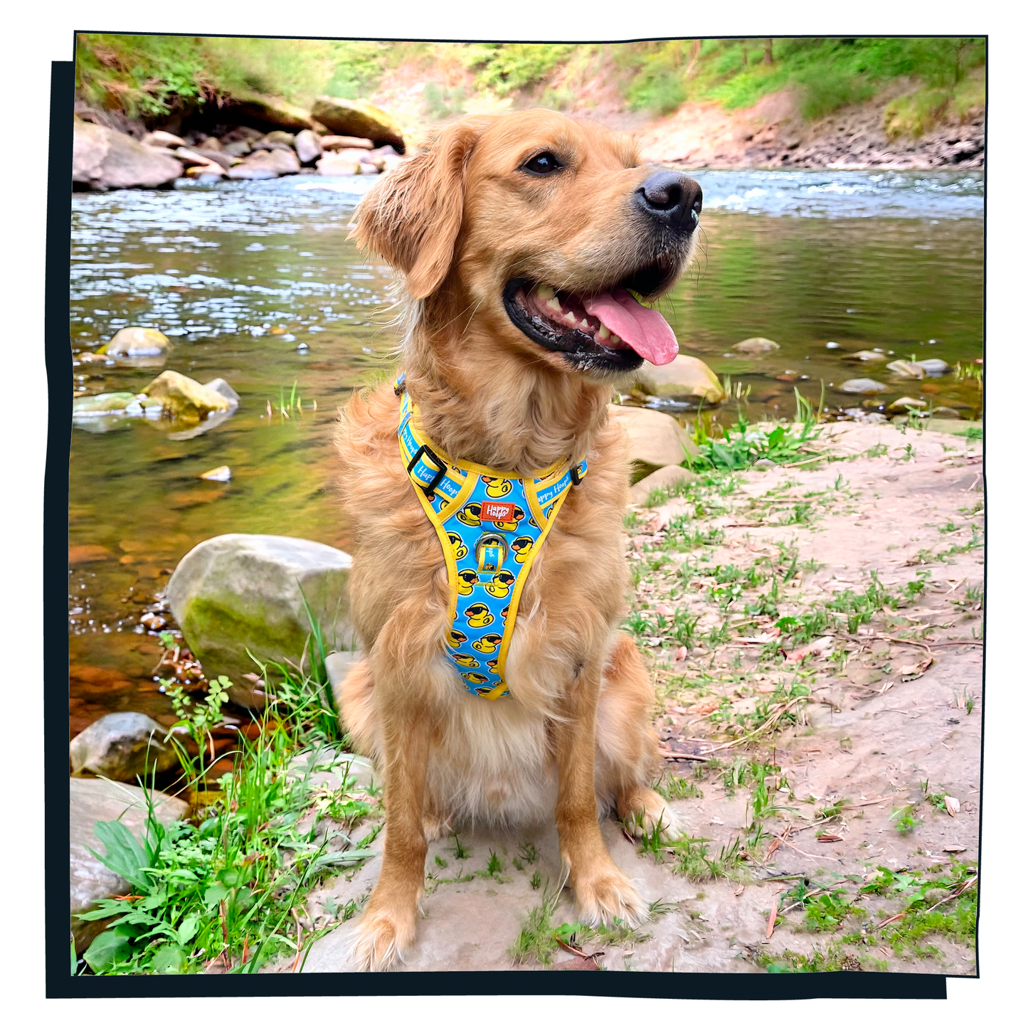 'Cool as Duck' Happy Harness