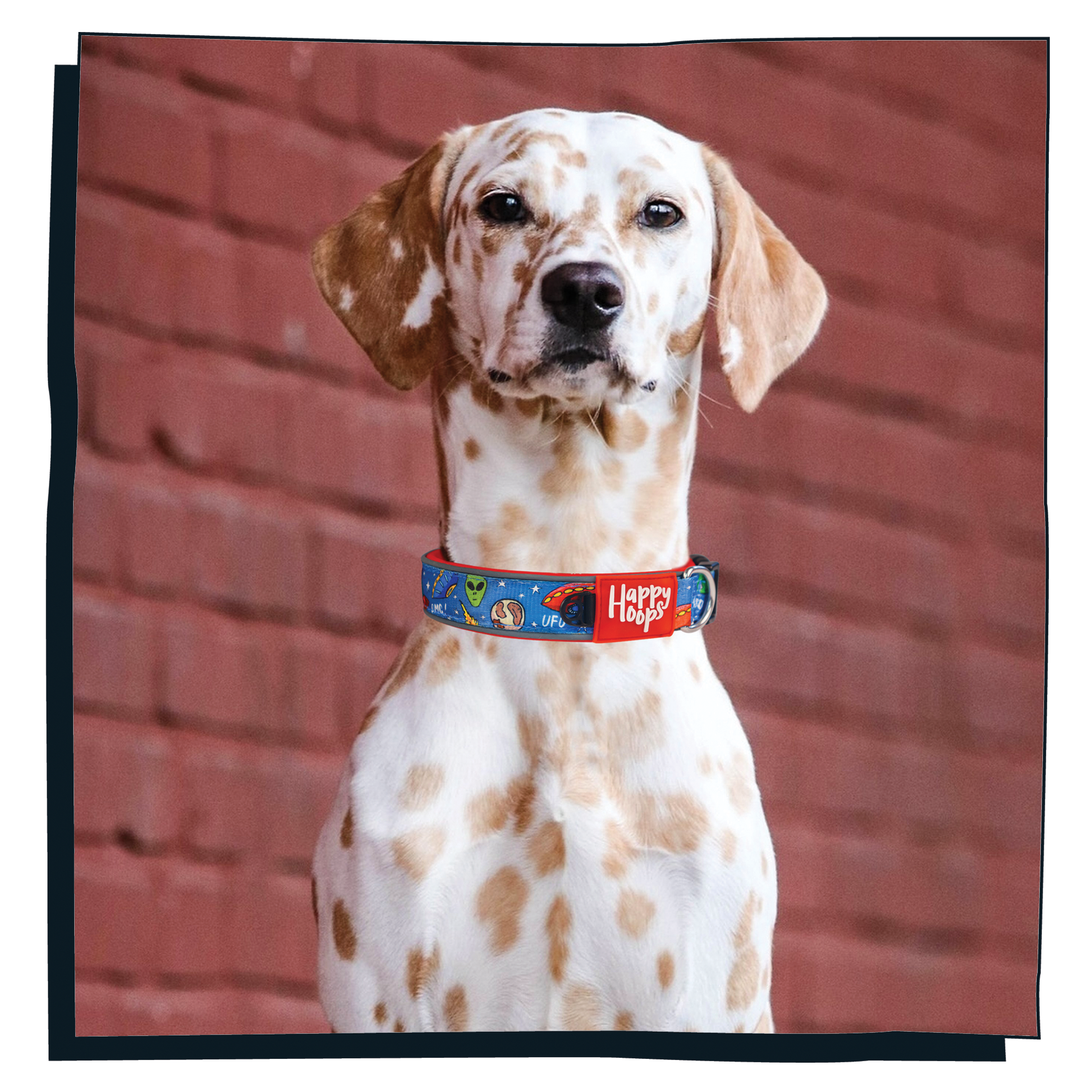 Brown and white dog wearing Happy Hoops 'Out of this World' cute and funky dog collar with colourful alien design with plush red neoprene padding and velcro size adjustment