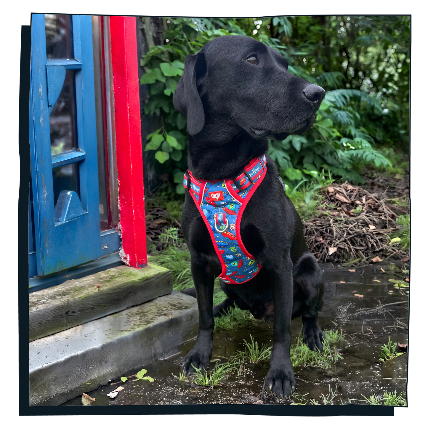 'Out of this World' Happy Harness