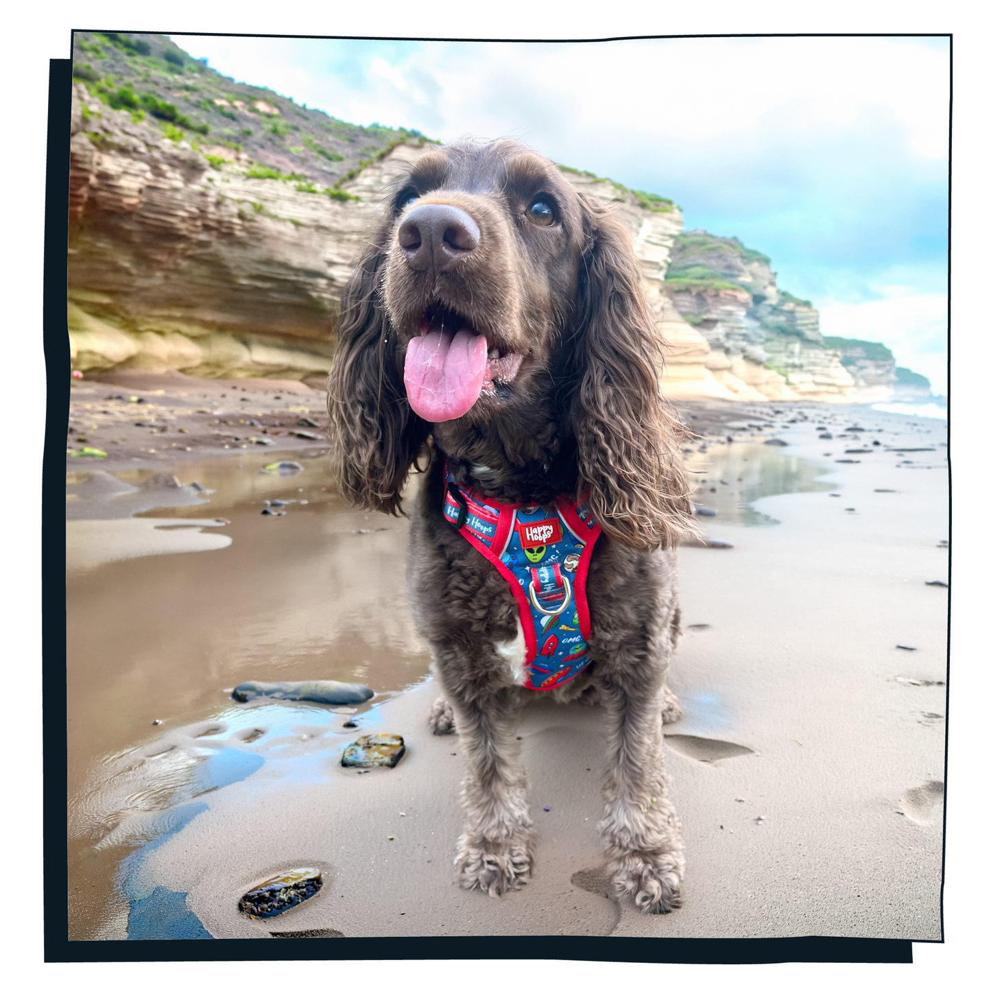 'Out of this World' Happy Harness