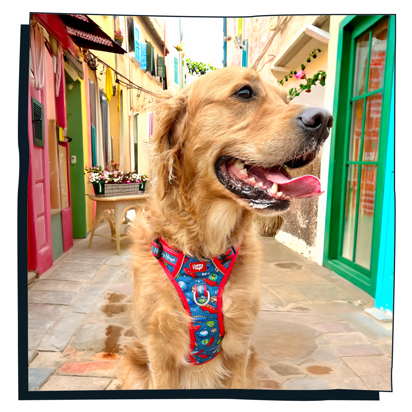 'Out of this World' Happy Harness