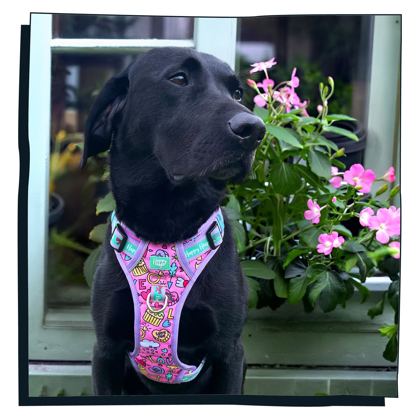 'Puppy Love' Happy Harness