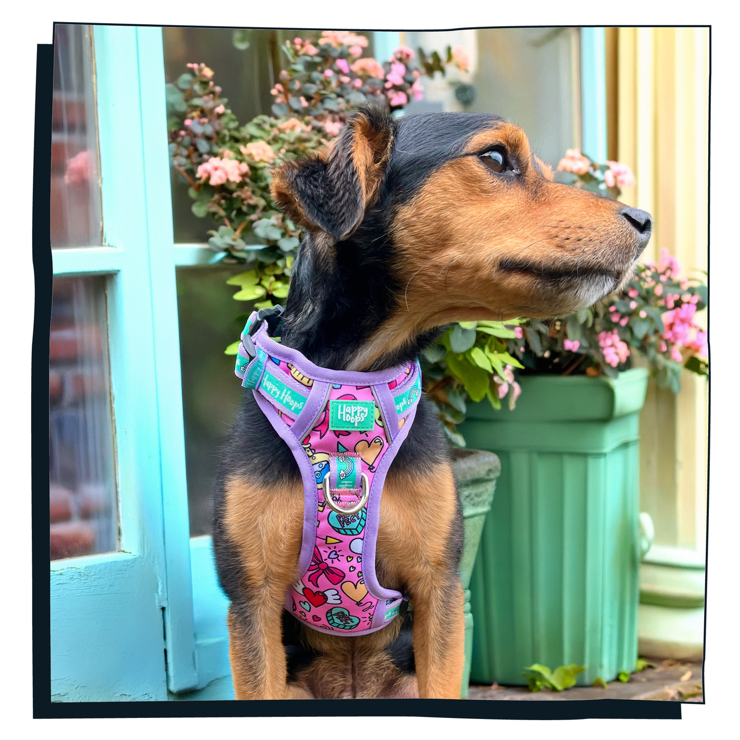 'Puppy Love' Happy Harness