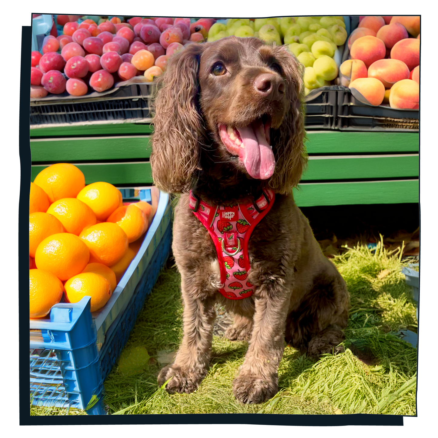 'Strawbabe' Happy Harness