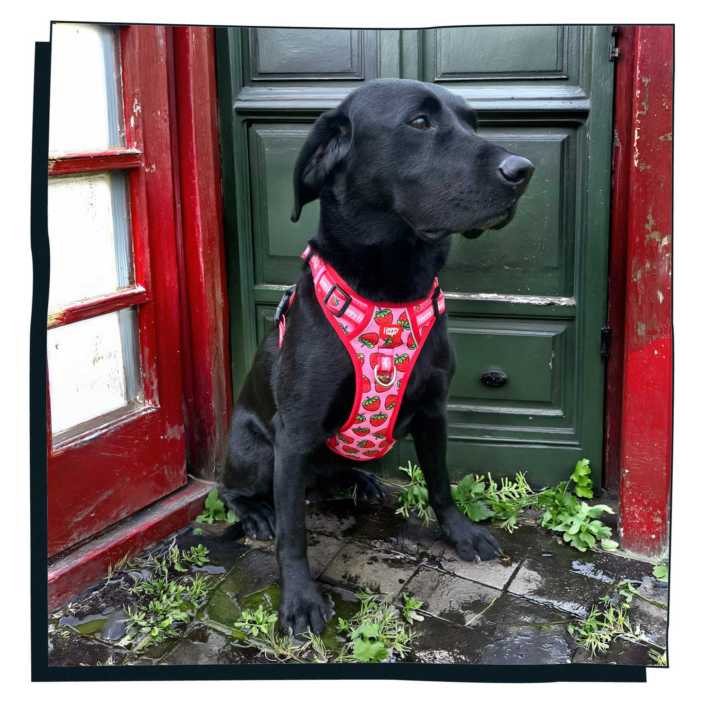 'Strawbabe' Happy Harness