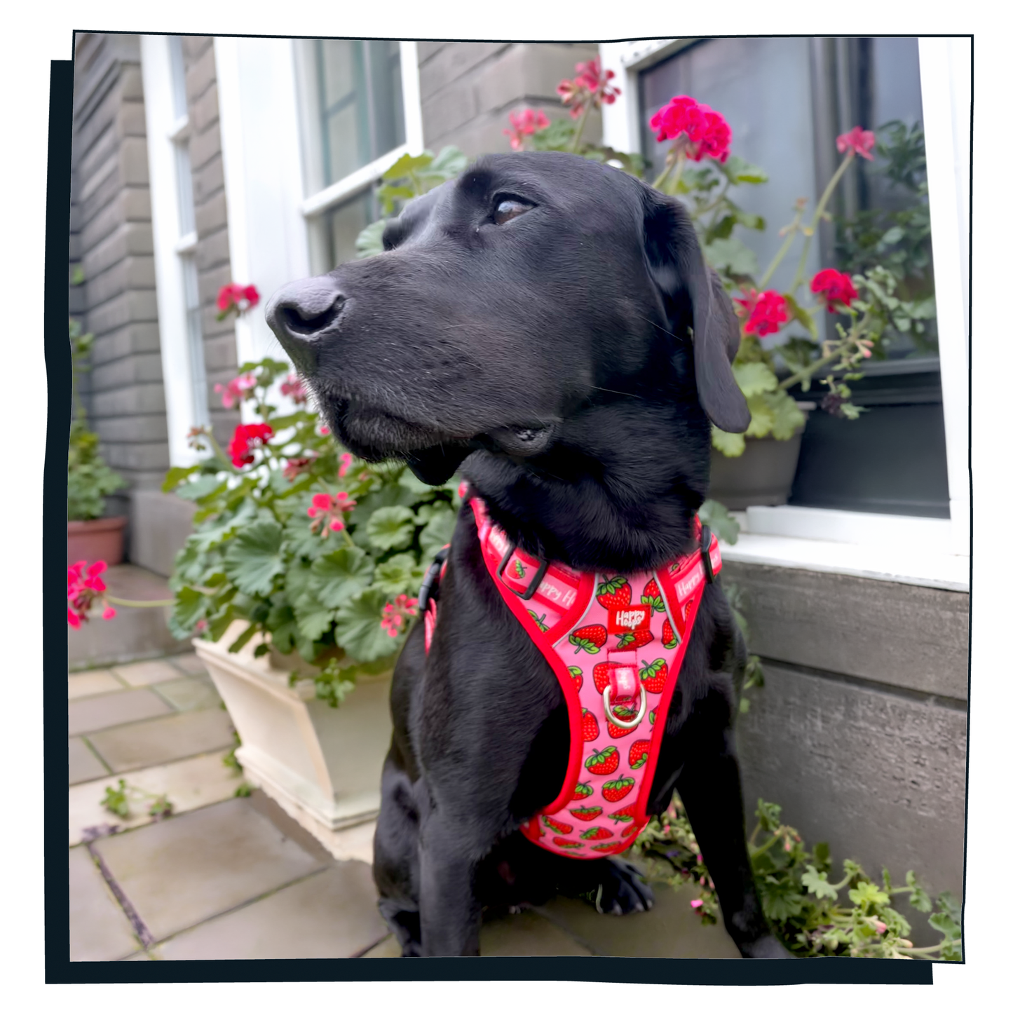 'Strawbabe' Happy Harness