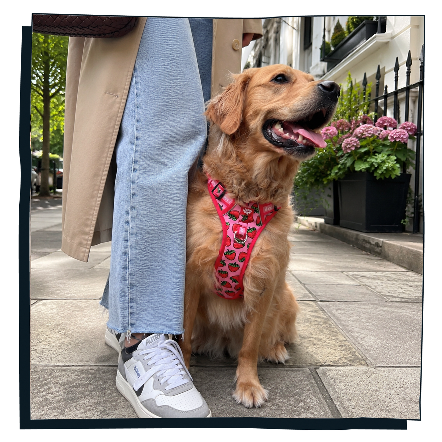 'Strawbabe' Happy Harness