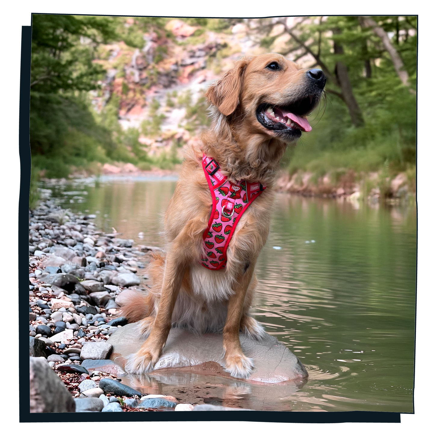 'Strawbabe' Happy Harness