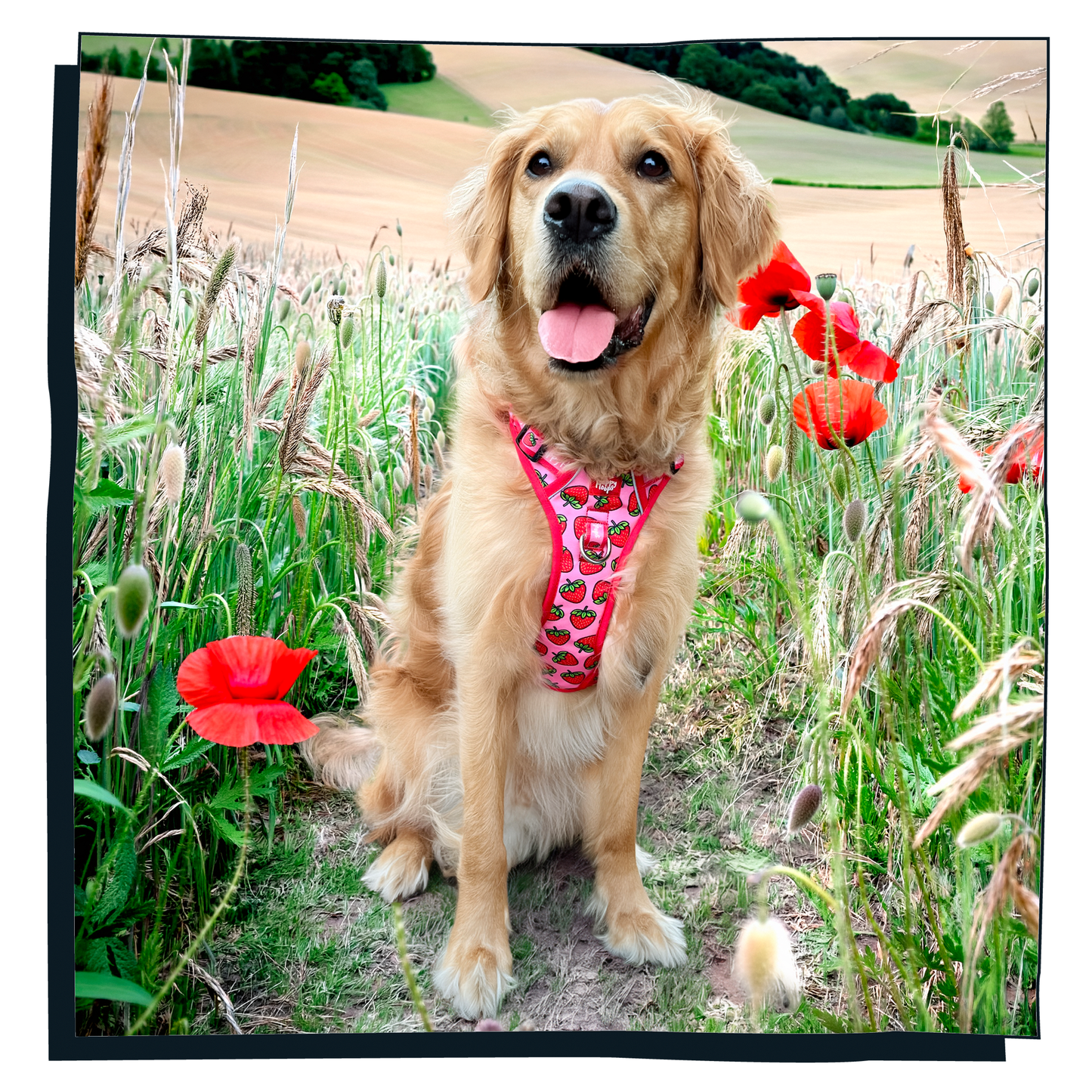 'Strawbabe' Happy Harness