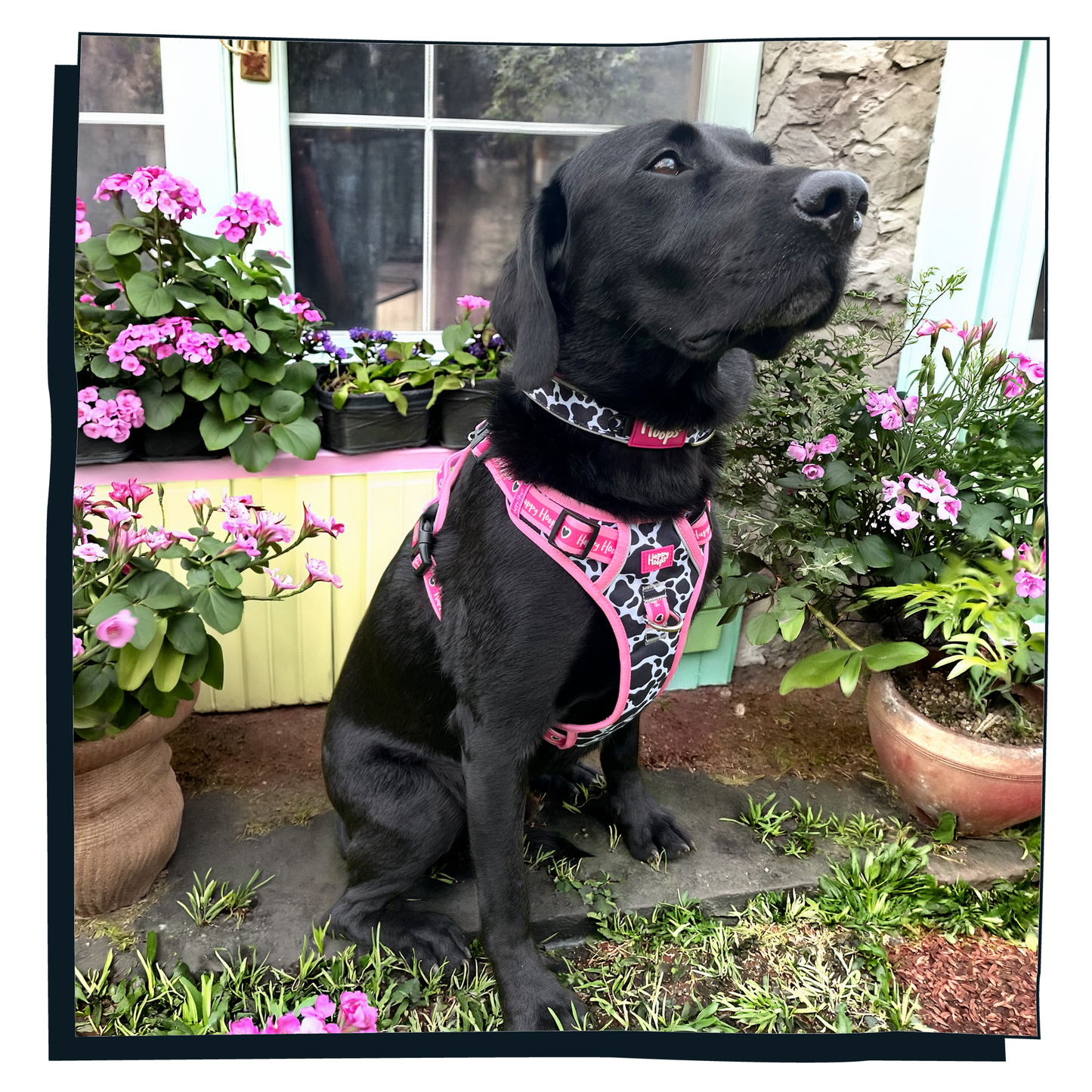 'Udderly Perfect' Dog Collar