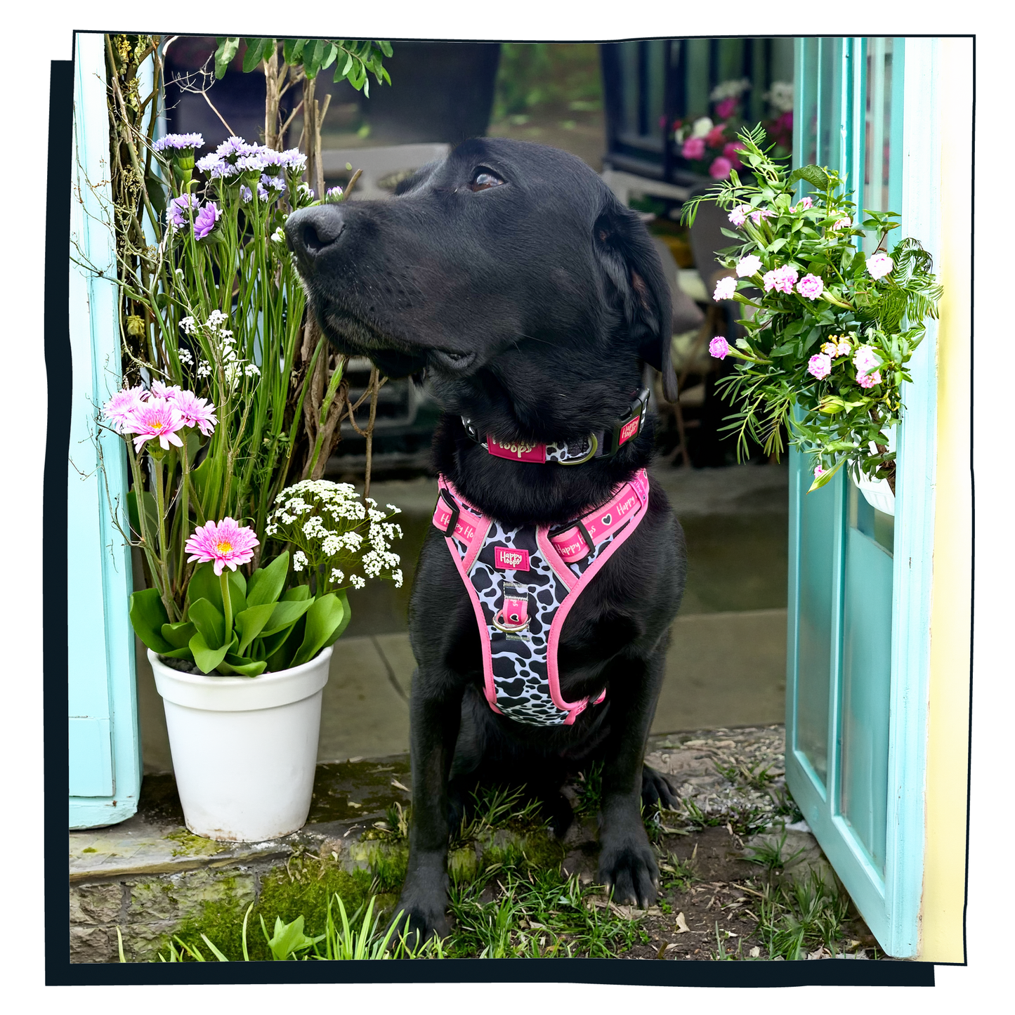 'Udderly Perfect' Happy Harness