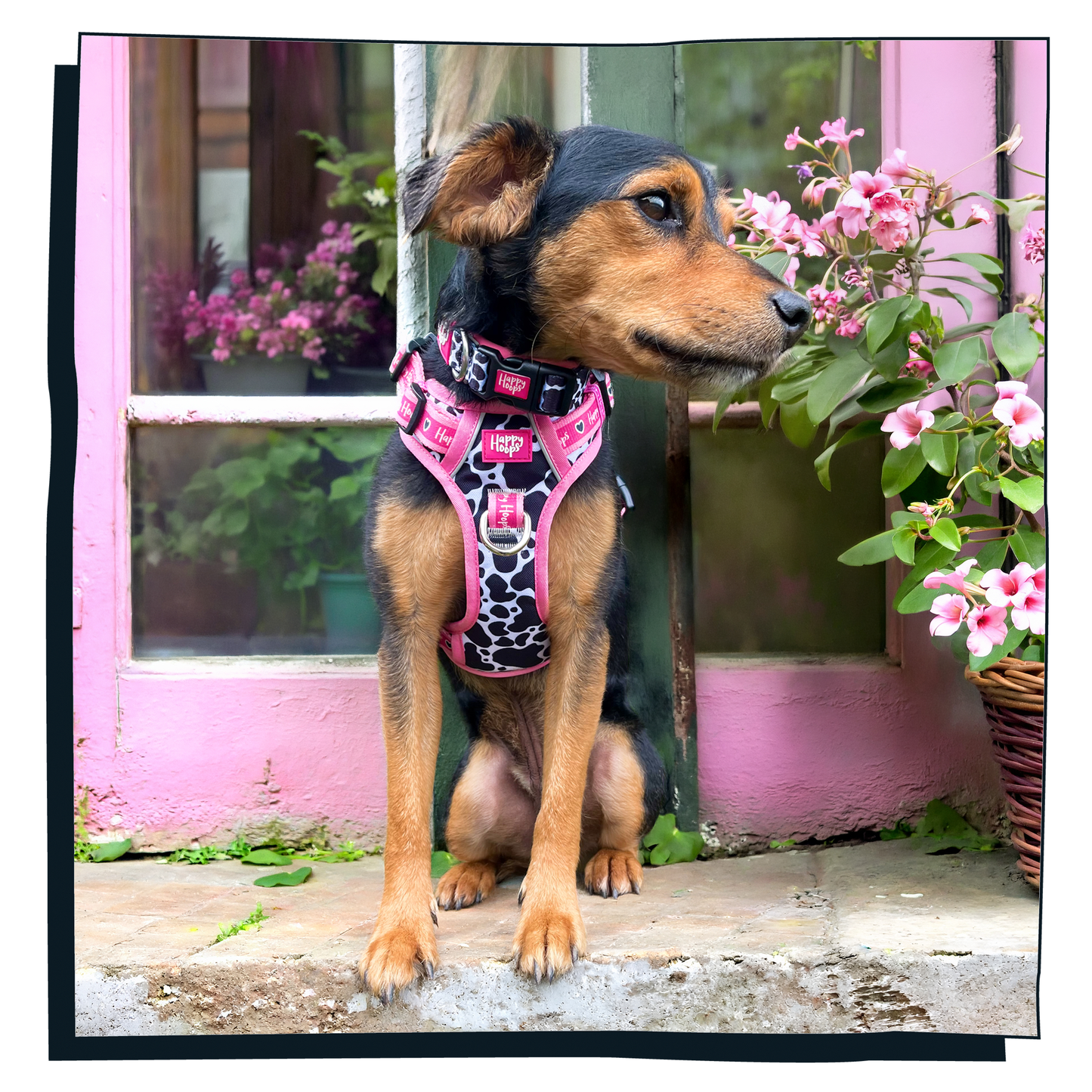 'Udderly Perfect' Happy Harness