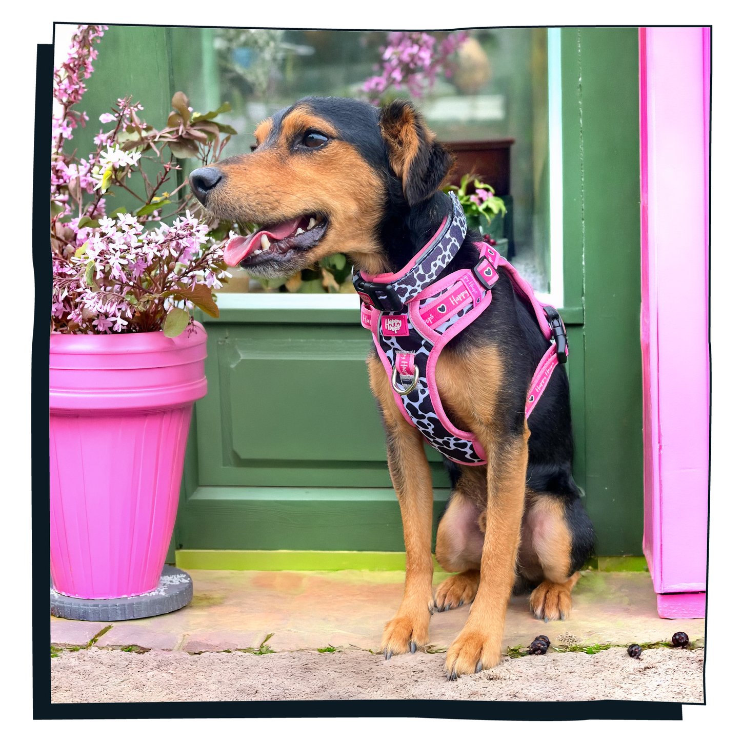 'Udderly Perfect' Dog Collar