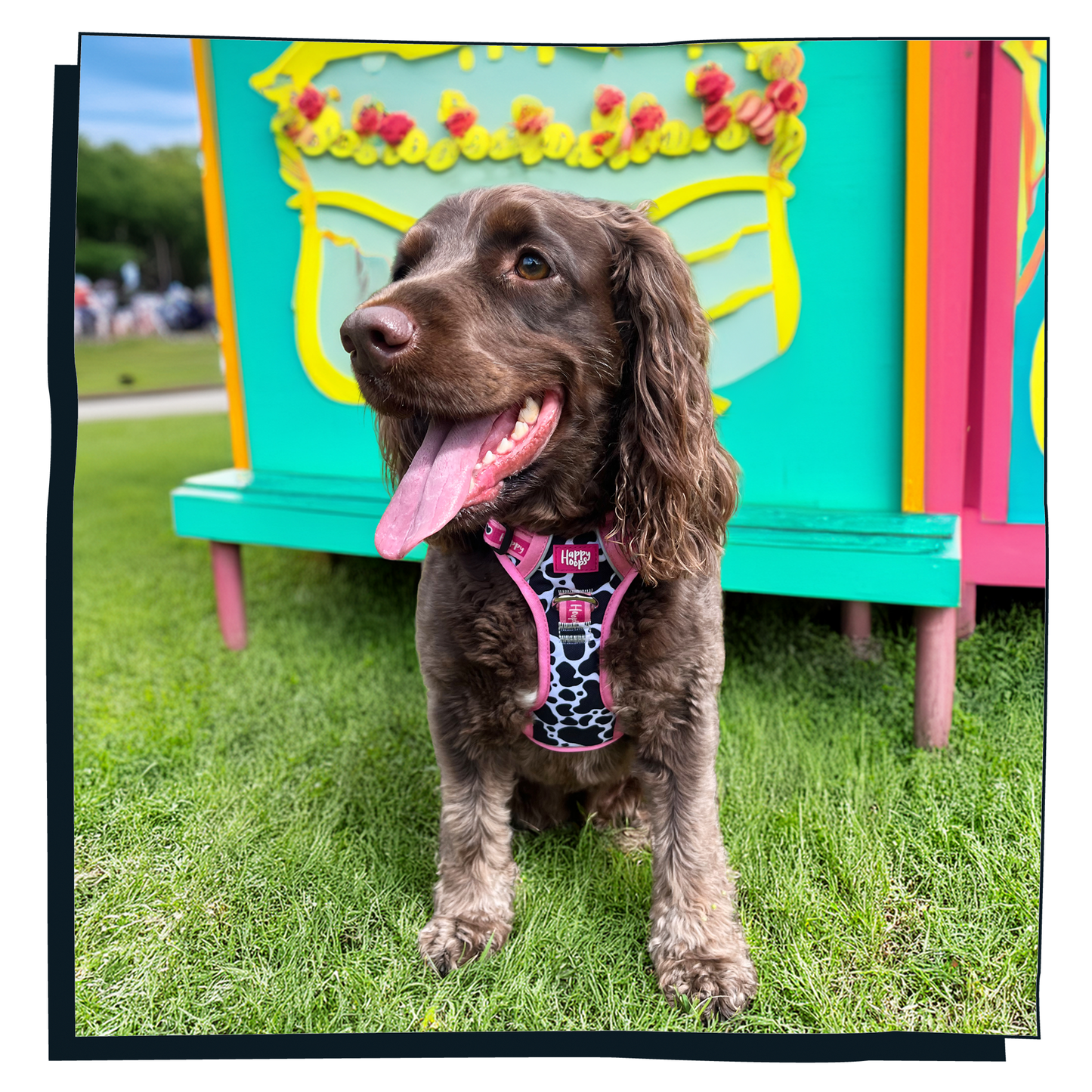 'Udderly Perfect' Happy Harness