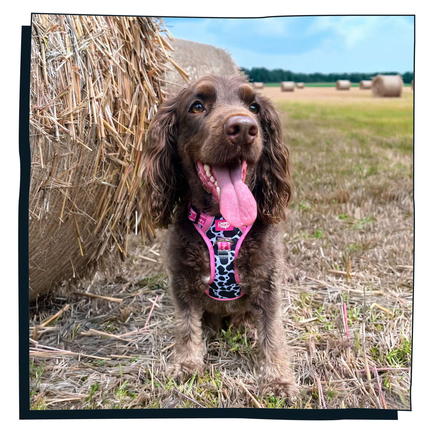 'Udderly Perfect' Happy Harness