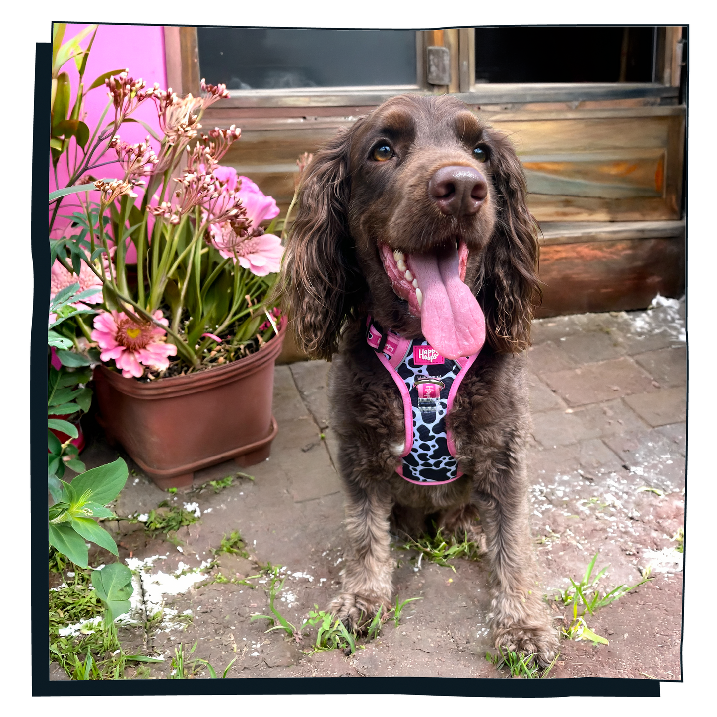 'Udderly Perfect' Happy Harness